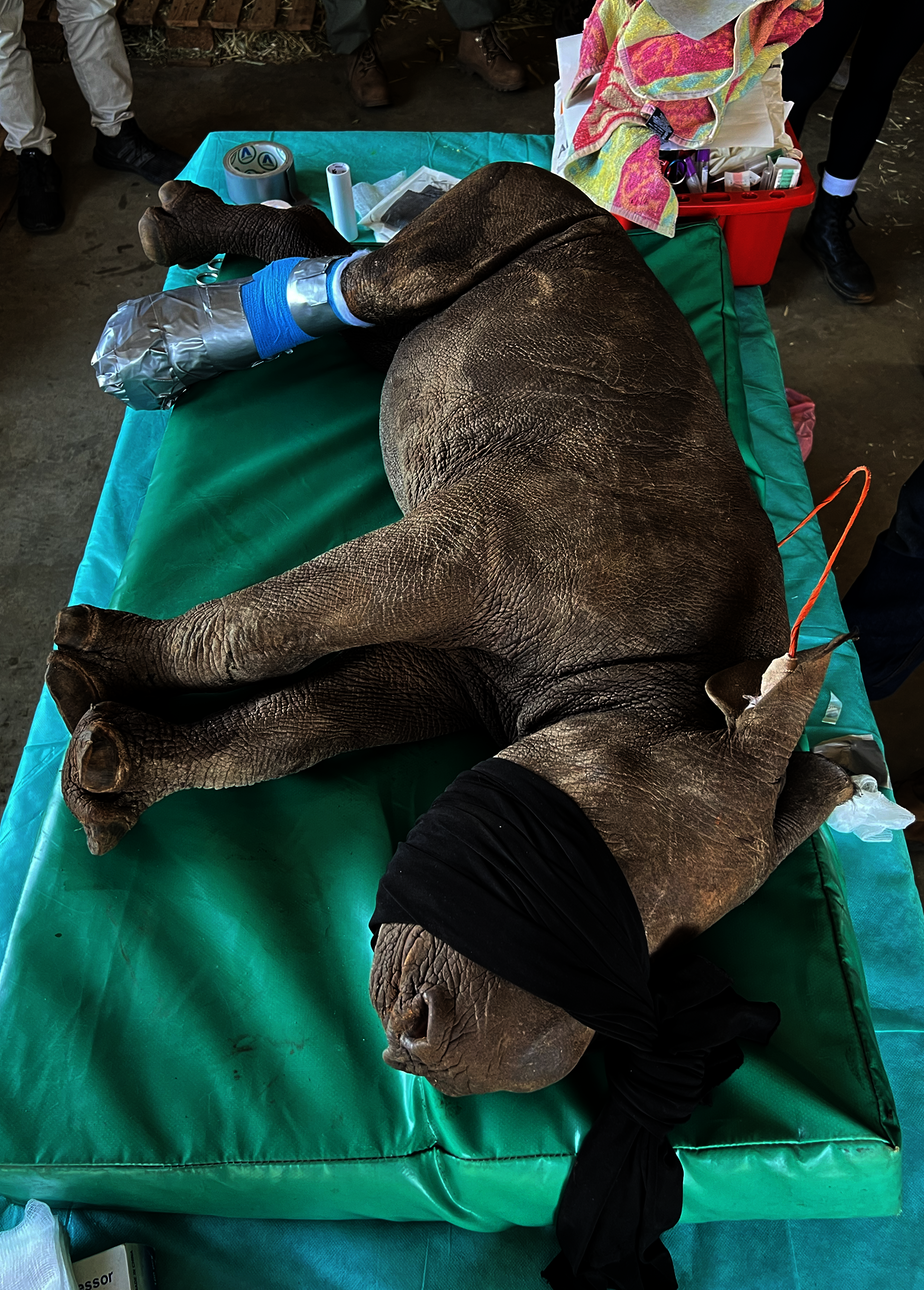 Help Save Critically Endangered Black Rhino Baby