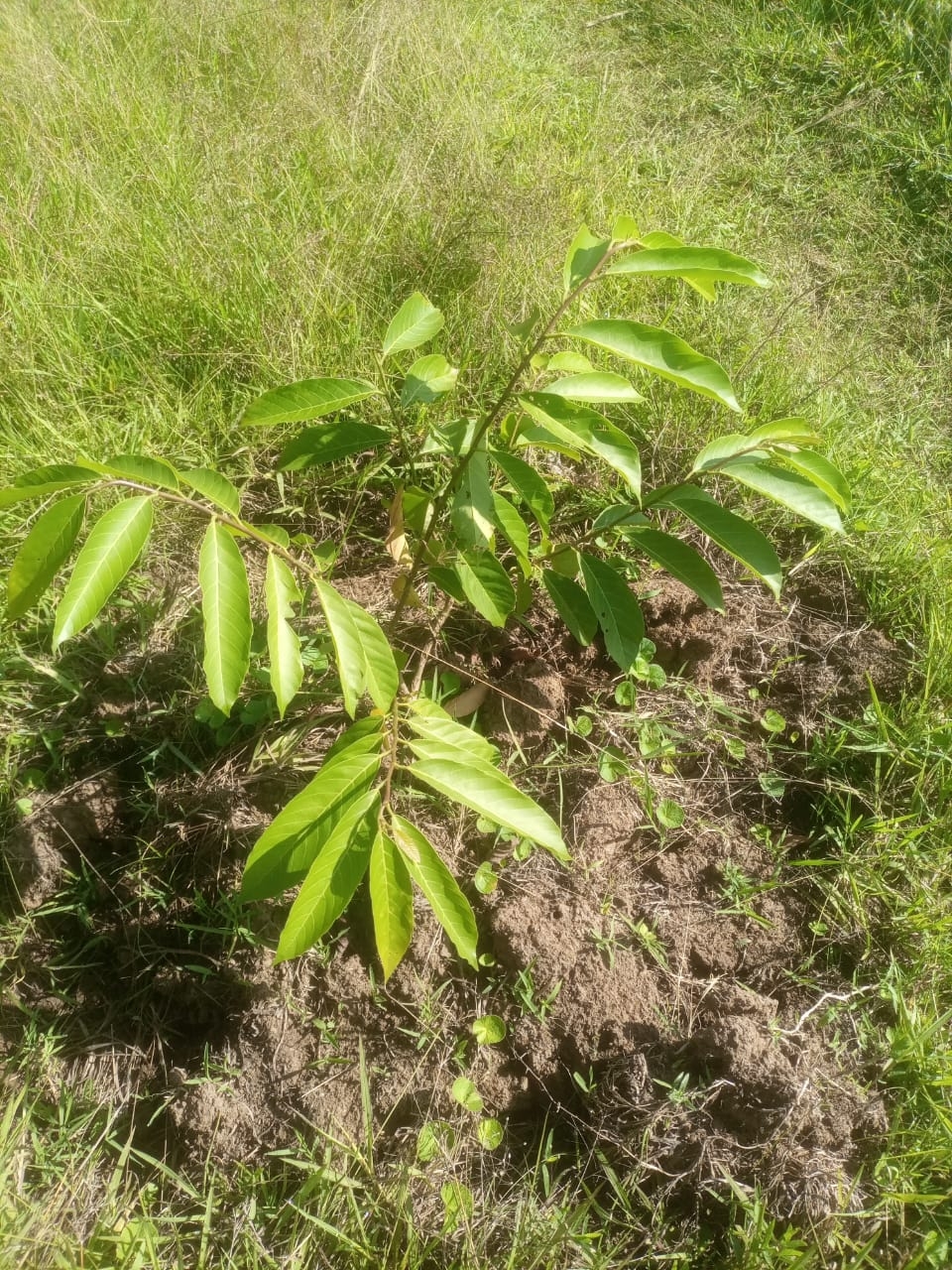 RESTORE AND CONSERVE BUNYALA FOREST IN  KENYA