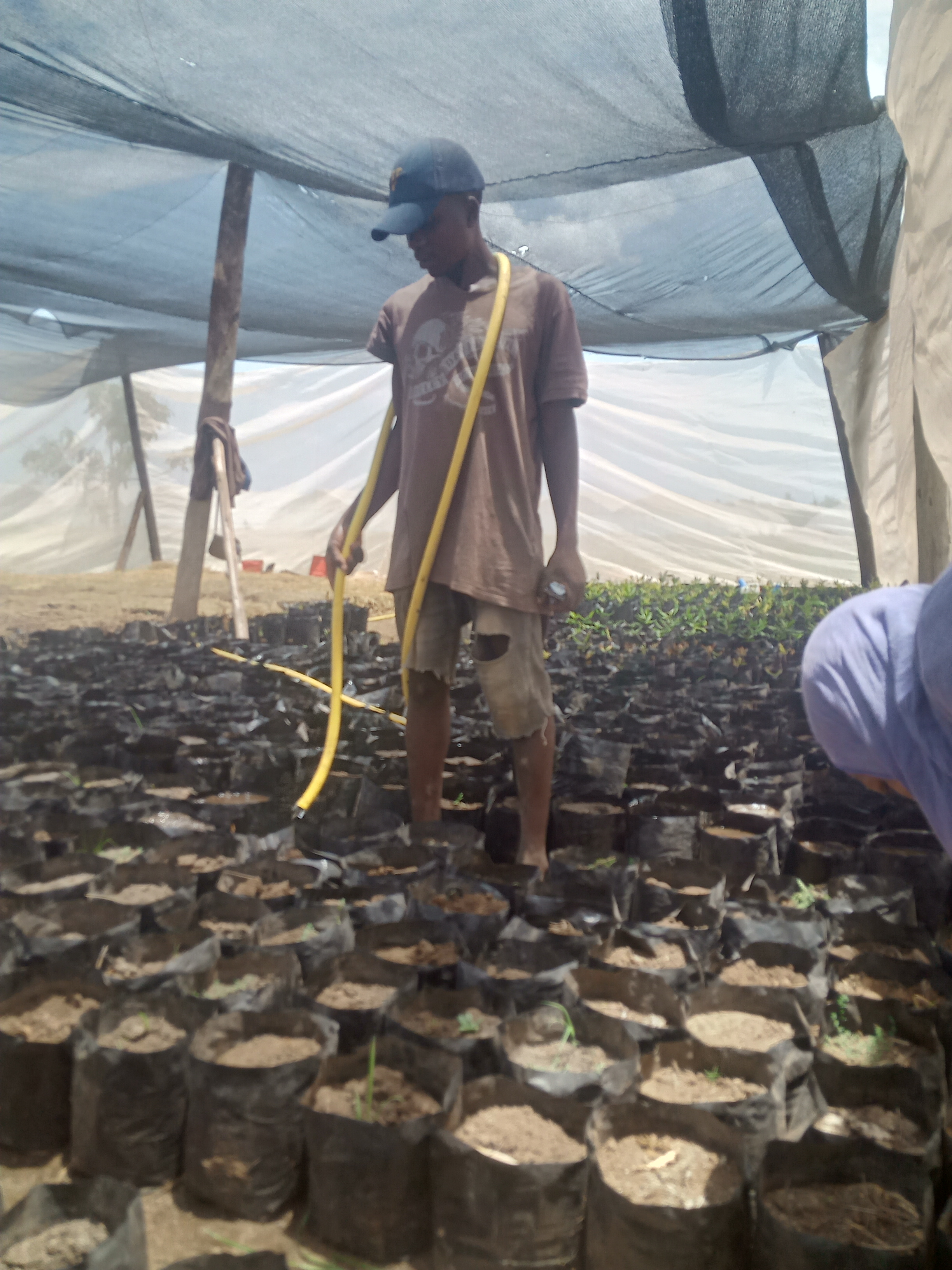 Restore Mombo Nature Forest: Plant 60,000 Trees