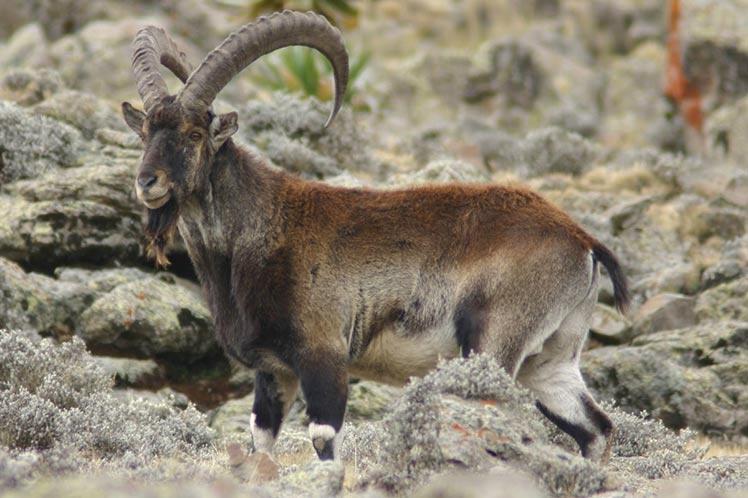 Safeguarding  of Ethiopia Endemic  Walia Ibex