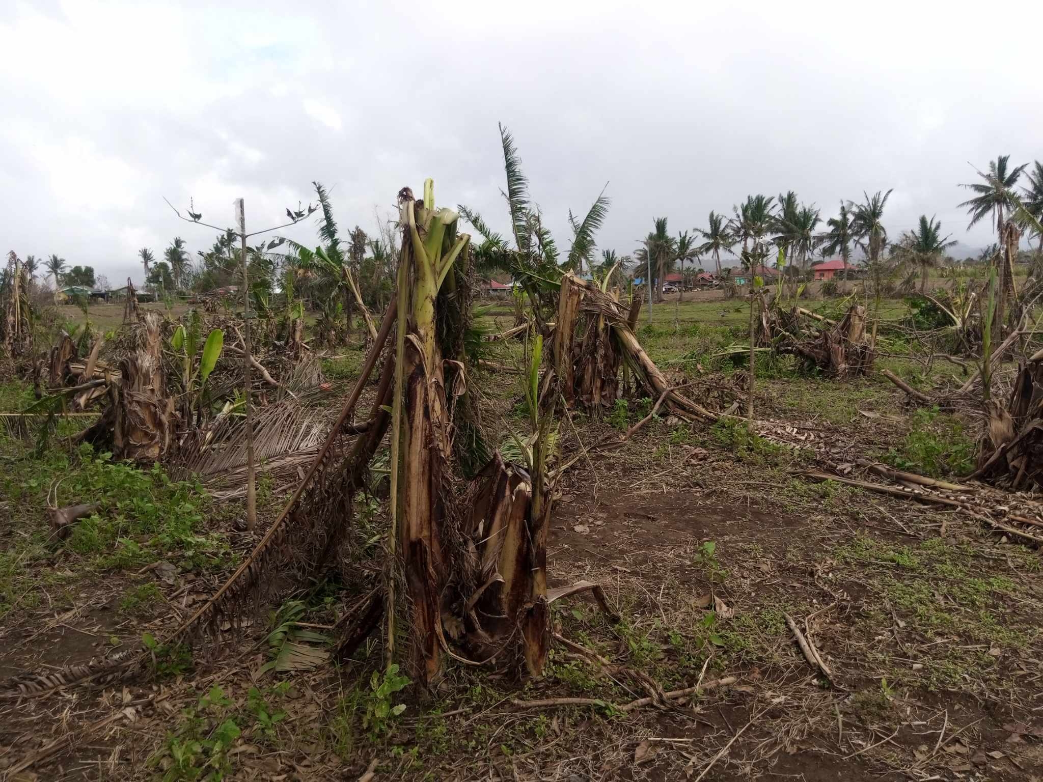 Grow kits for calamity-affected farmers