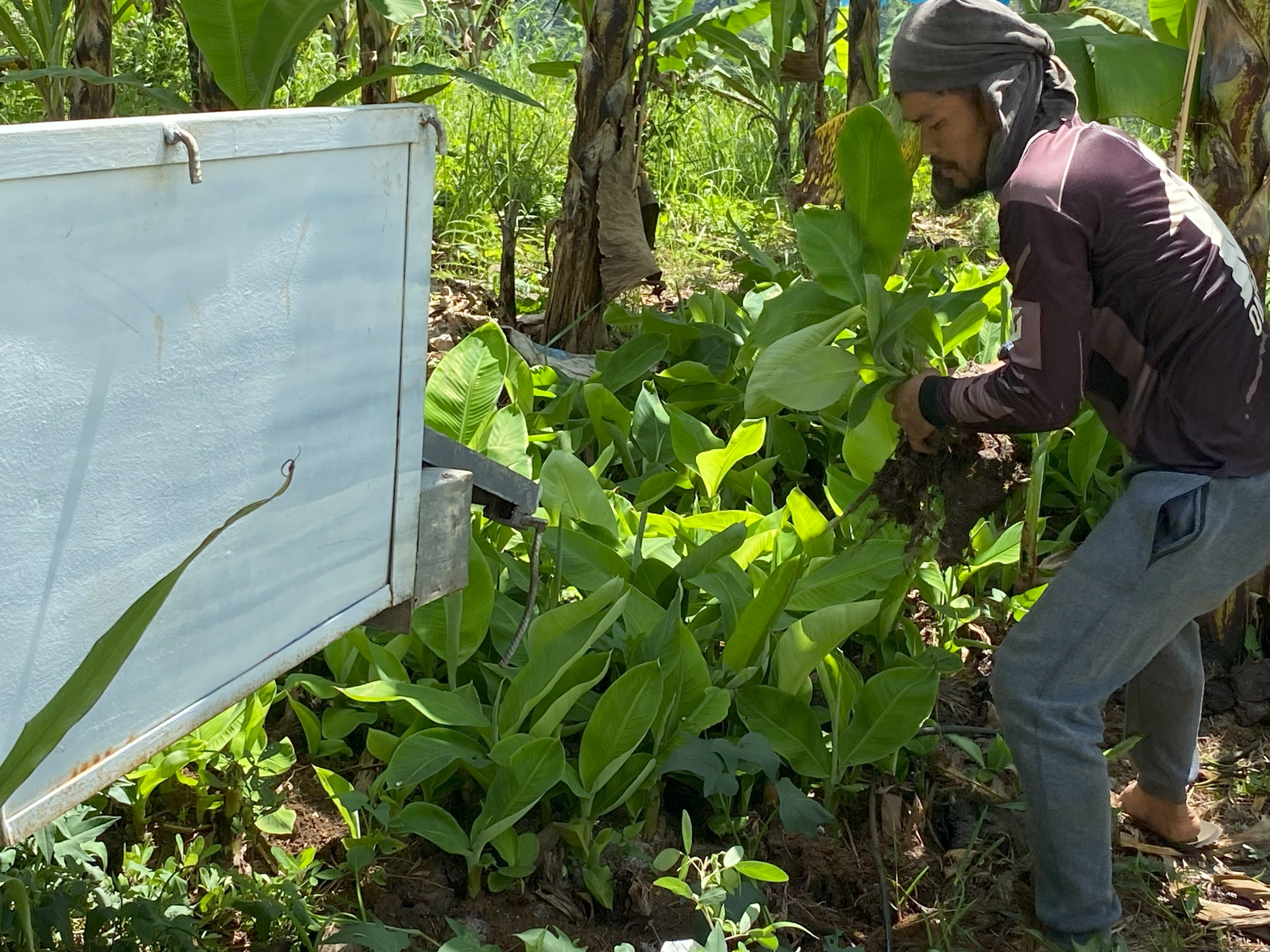 Tropical Storm Trami Recovery for Young Farmers