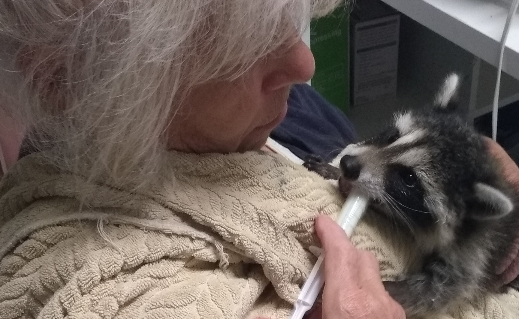 Second Chances:Building Hope for Orphaned Raccoons