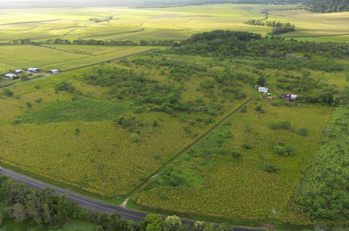 Kick start the Restoration Era in the Daintree