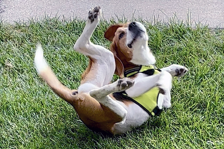 LAB LOVE LIBERTY Give Former Research Dogs a Home