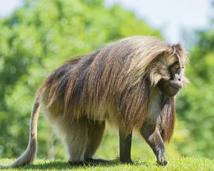 Protecting Ethiopia Gelada  species of Old  Monkey