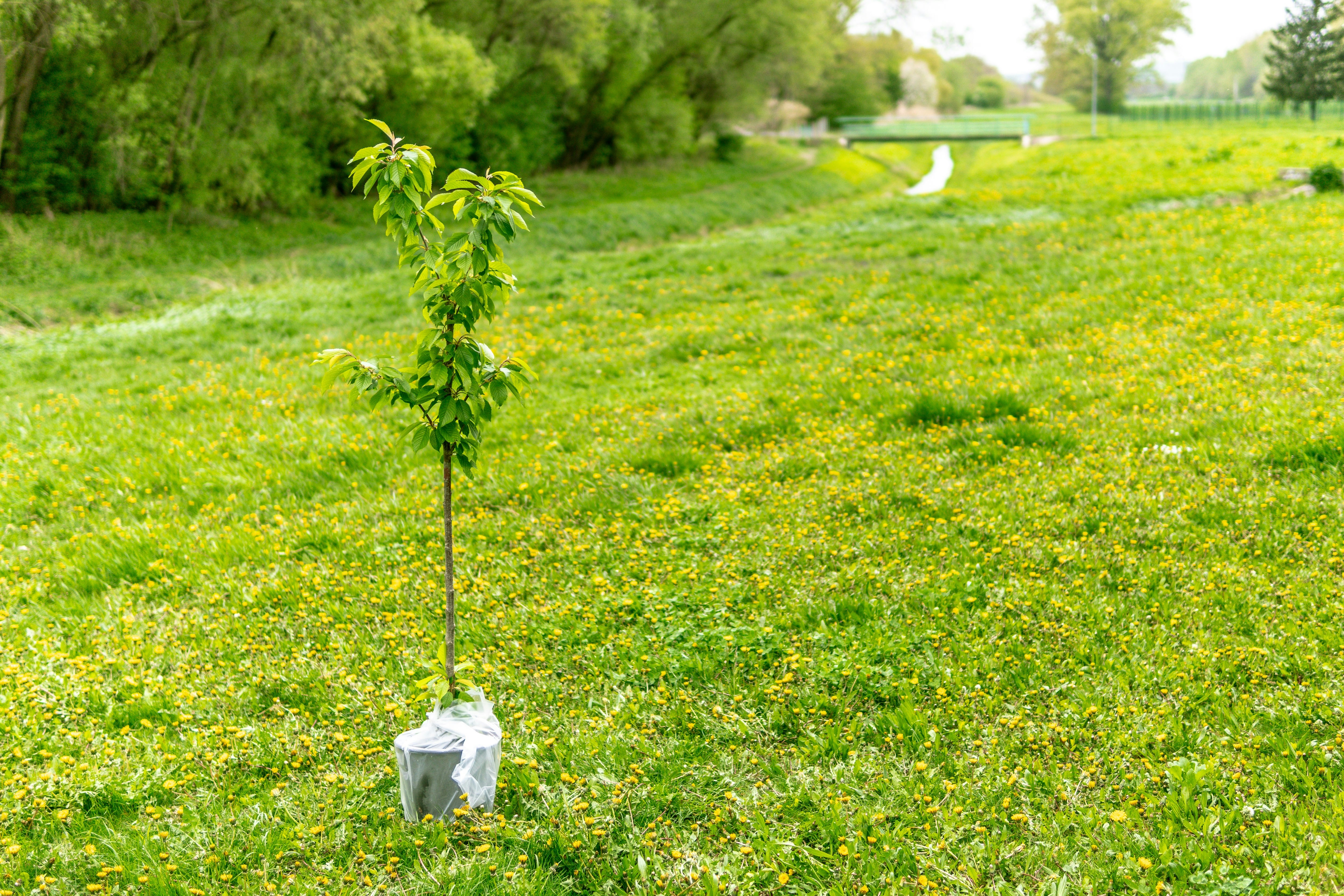 PLANT TREES TO SOAK UP  CARBON DIOXIDE.