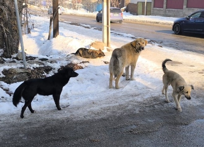 Rescue 500 Stray Animals in Talgar, Kazakhstan