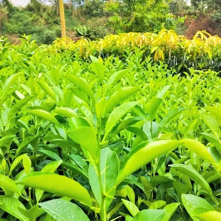 Plant 20,000 Trees Restore Mbwei Nature Forest