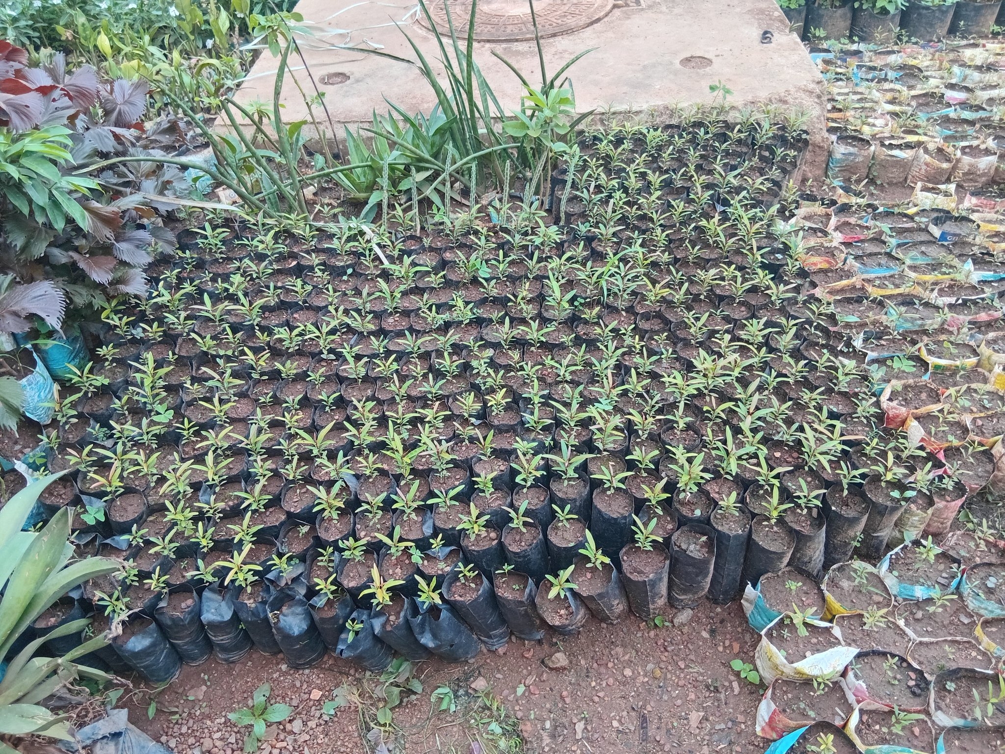 Empower 250 villagers to plant trees, save Climate