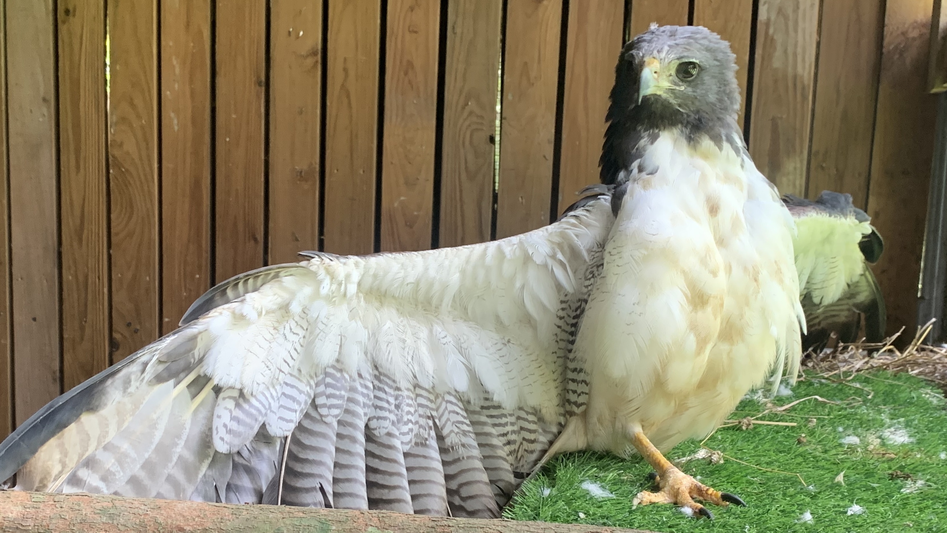 The Raptor Sanctuary at Belize Bird Rescue