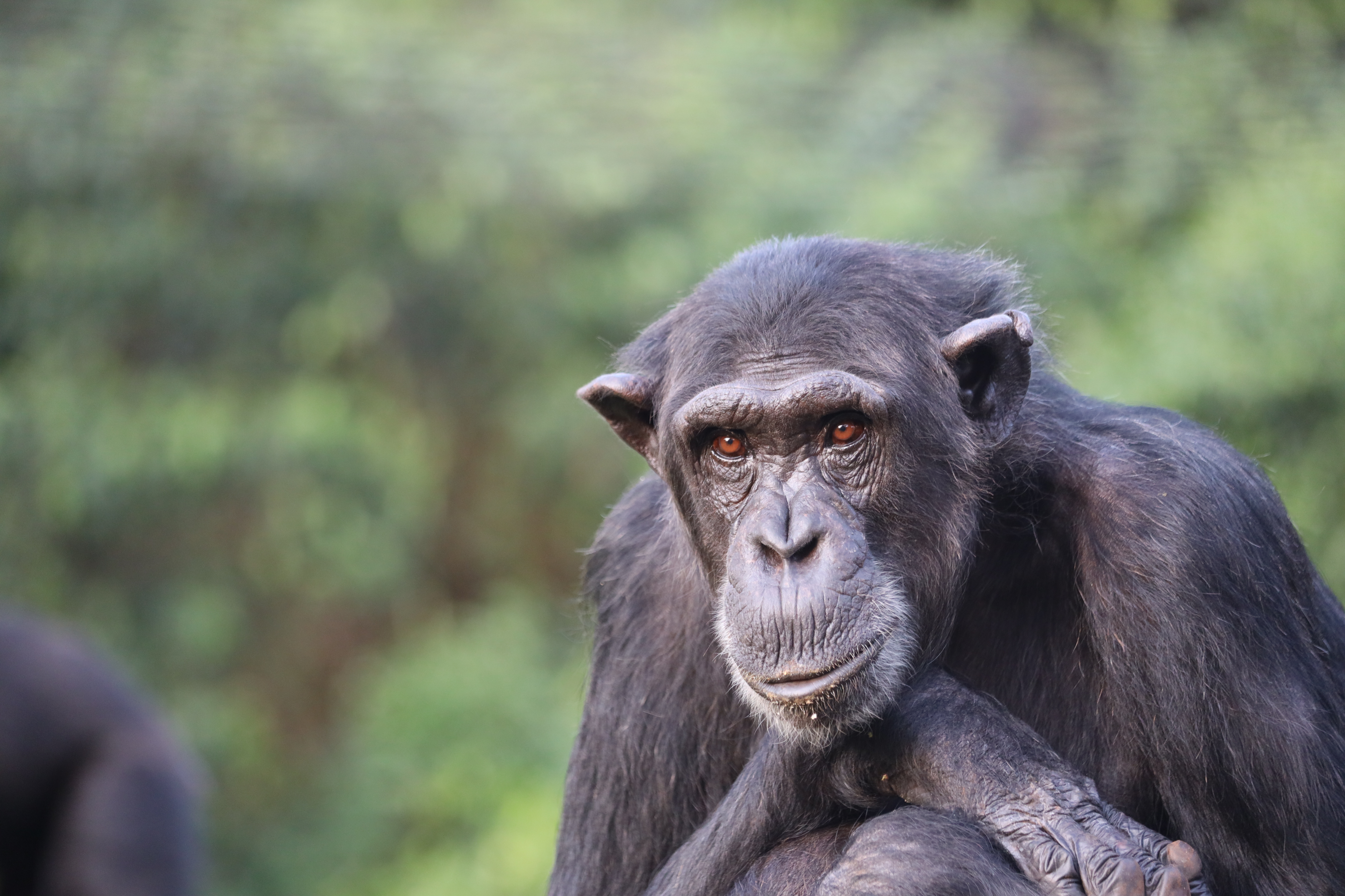 Adopt a chimpanzee and become a friend of Ngamba