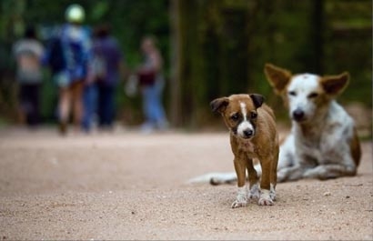 Protect Sri Lanka's Street Dogs: Rescue & Rehome
