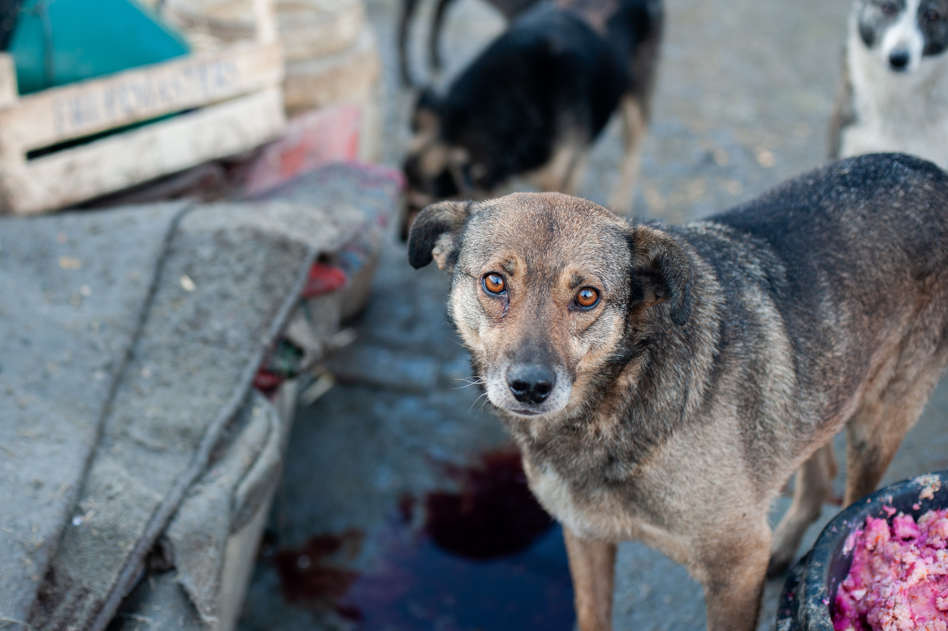 Help us feed animals of Ukraine!