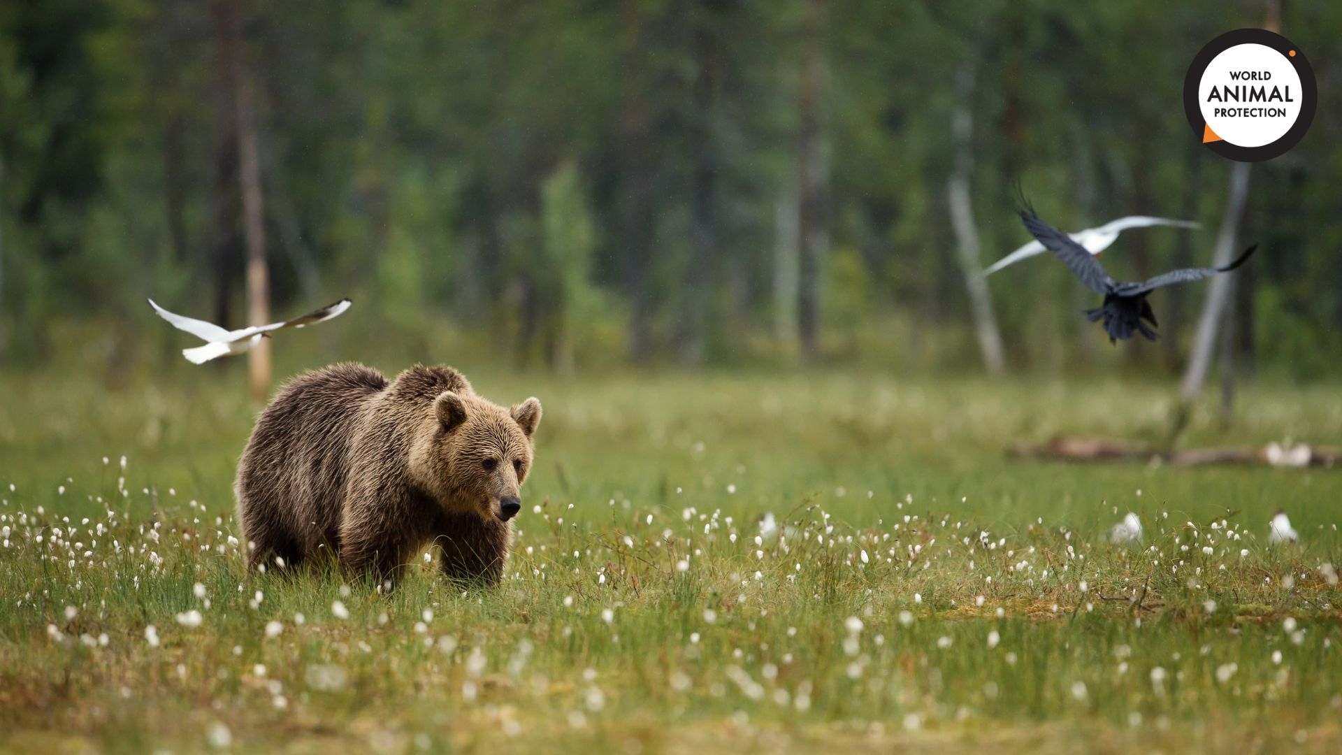 World Animal Protection