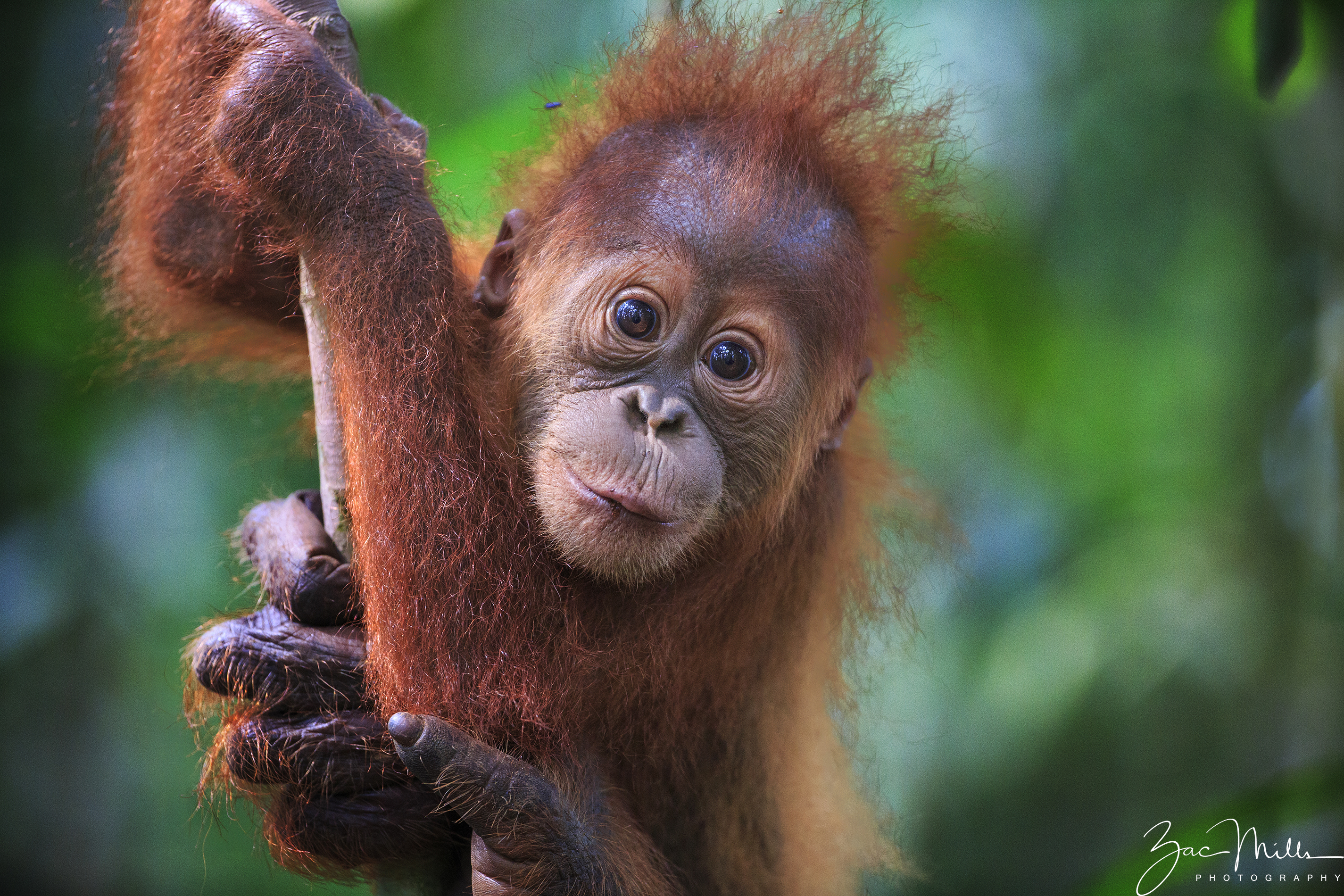 Reconnecting Orangutans and Their Rainforest Homes