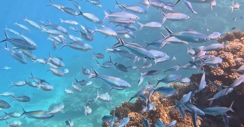 Race to Save Fiji's Coral Reefs with Genebanks