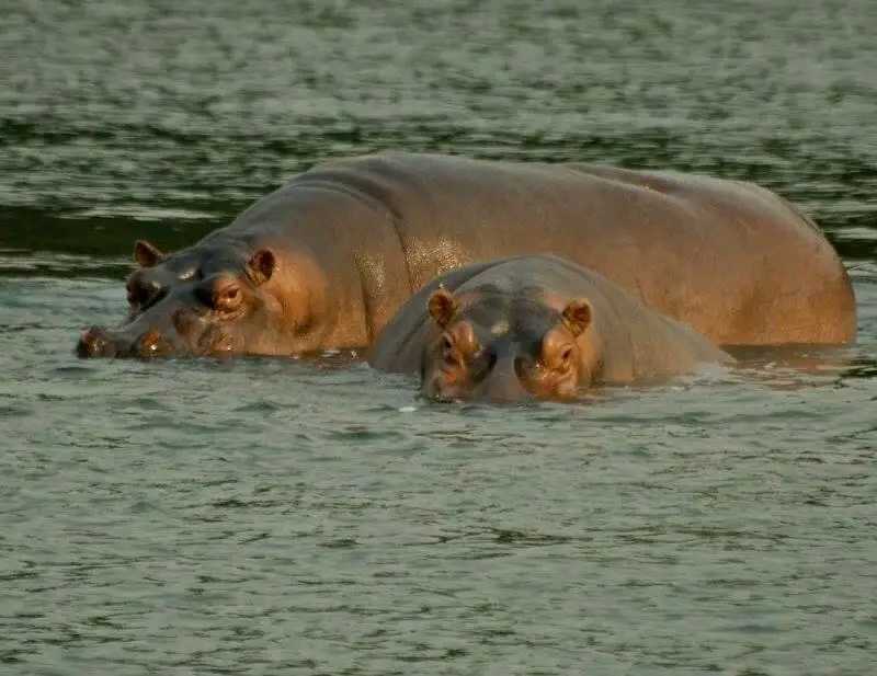 Save Hippopotamuses from Anthrax in Virunga Park