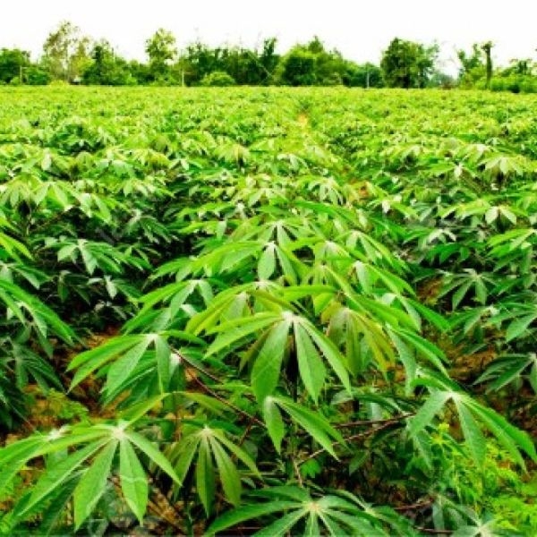 Cassava farming, Smart sustainable agriculture
