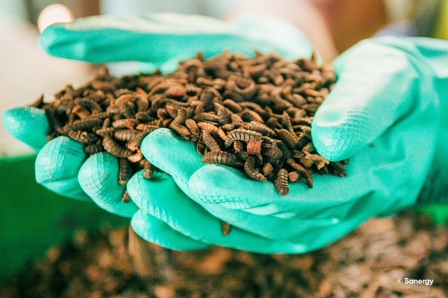 Support Youth Through Edible Insect Farming