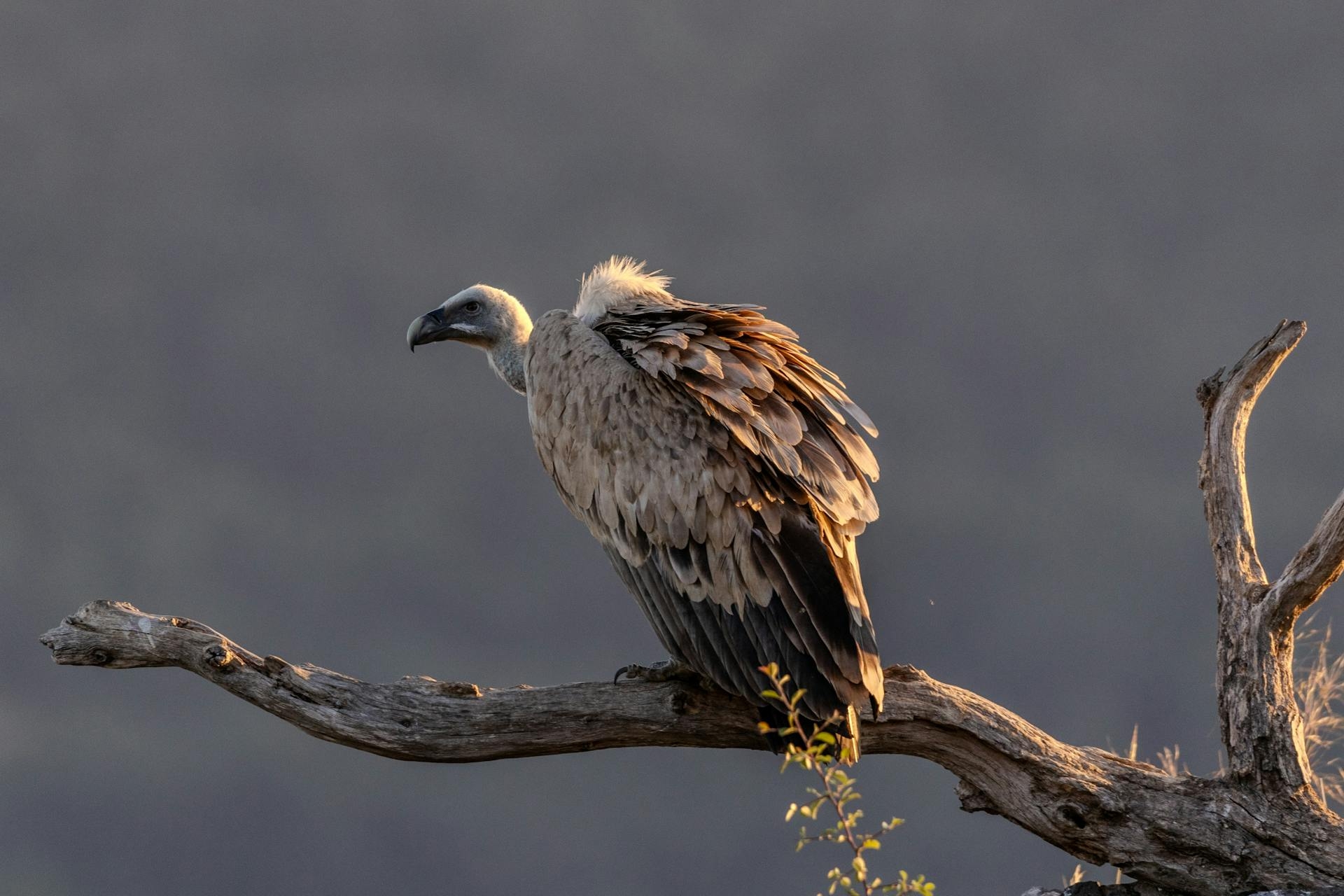 Breeding Programs to Save Vultures from Extinction