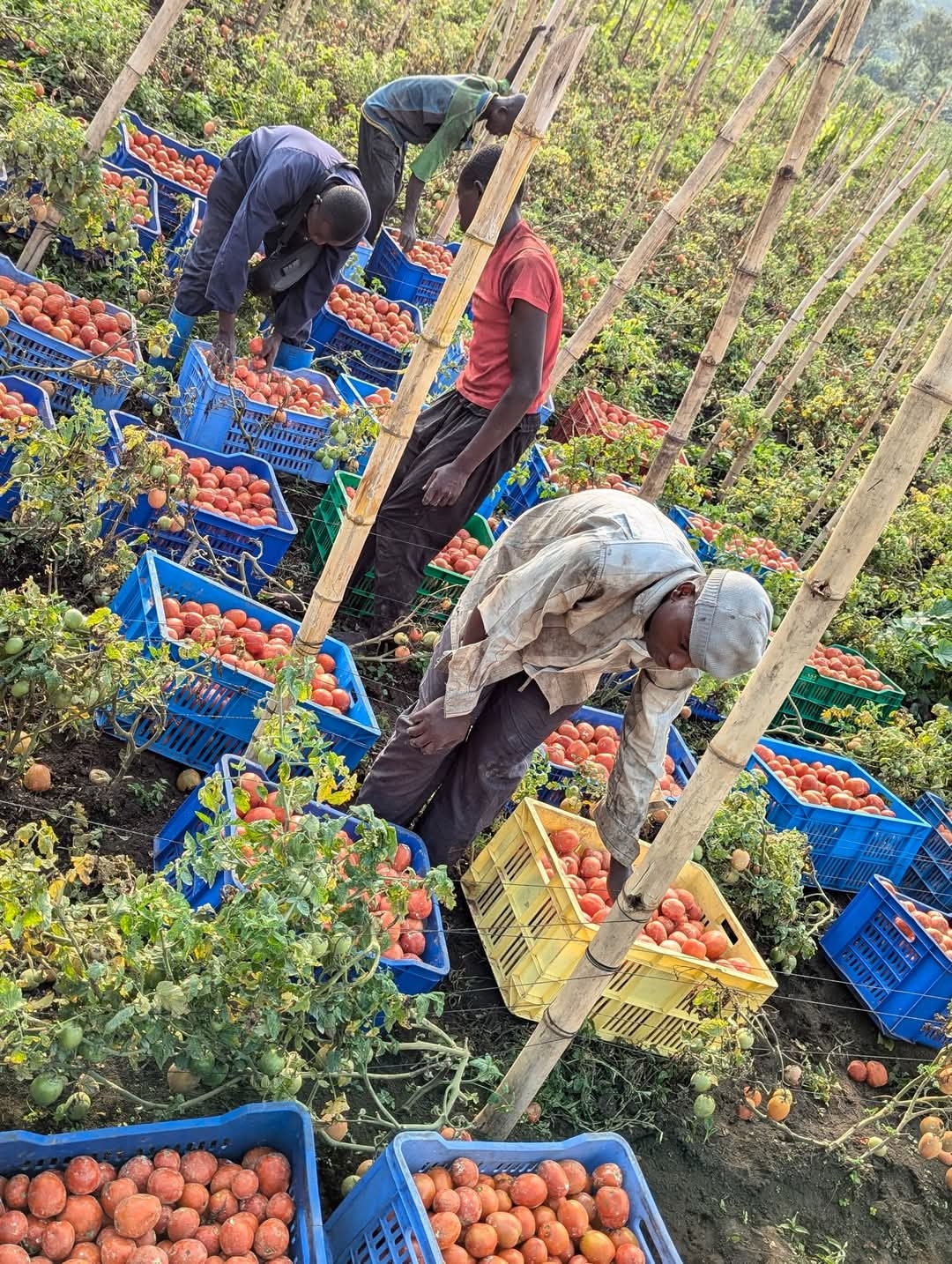 Empower 150 Women in DRC with Eco-Farming