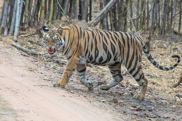 Wild Tiger Habitat Restoration Project in India
