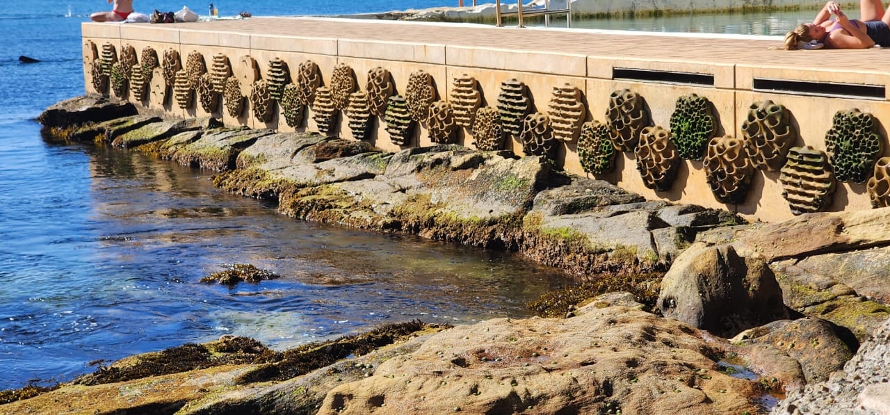 Bring Marine Life Back in USA with Living Sea Wall