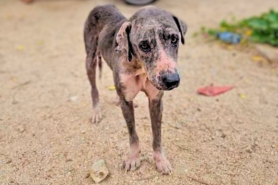 Treat 15,000+ Strays and Protect Oaxacan Families