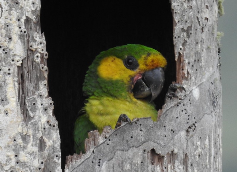 Future in Flight: Protecting Yellow-eared Parrots