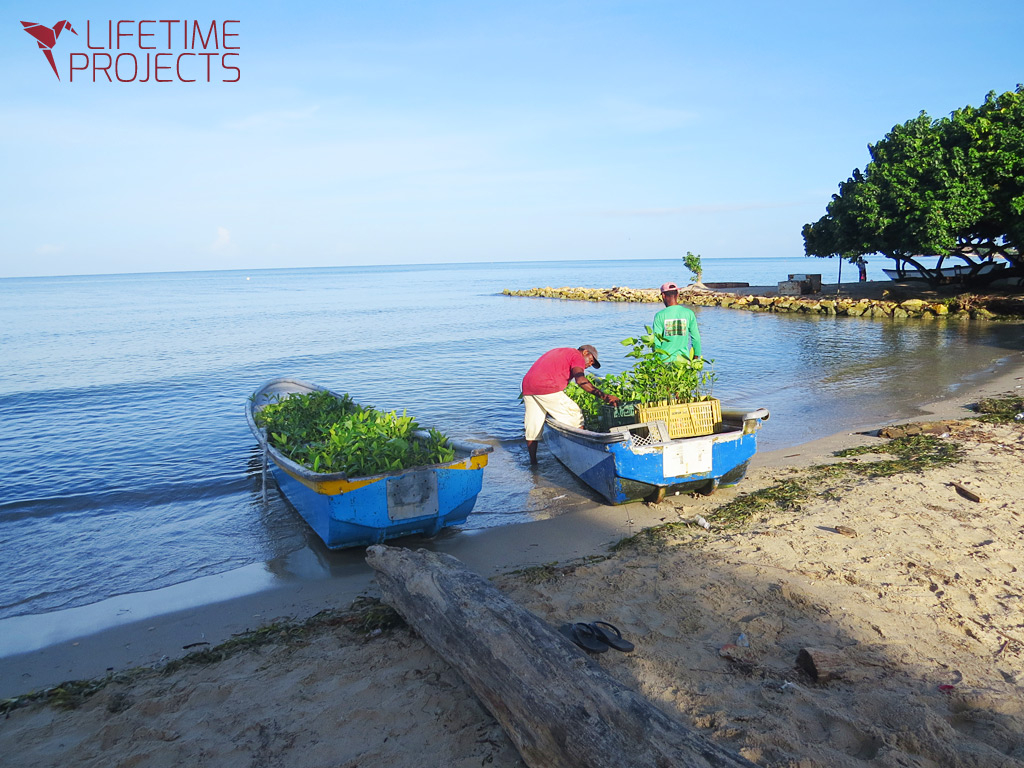 Save the Mangroves, Protect Life