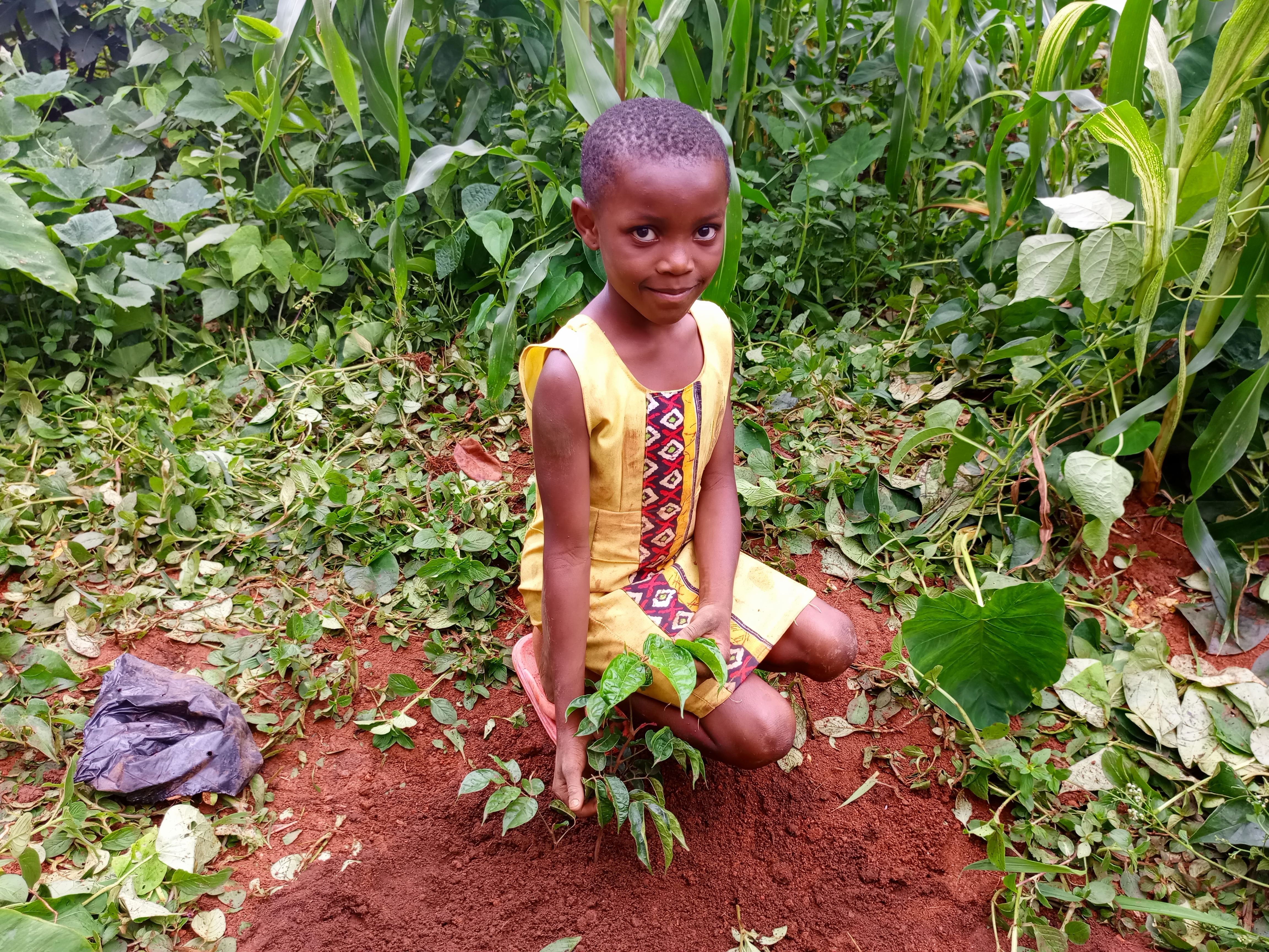 Kids For Trees: Sowing Seeds of Sustainability