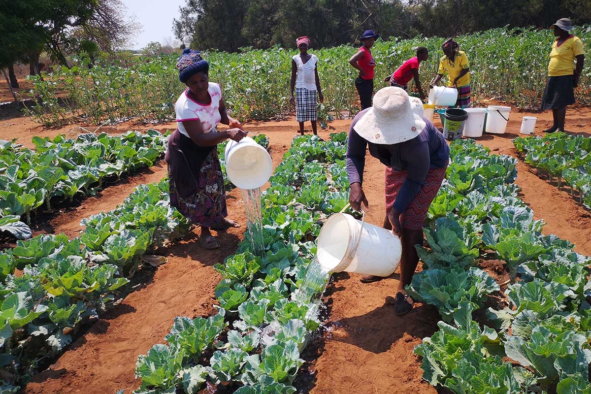 Community Health Through Local Nutrition Gardens
