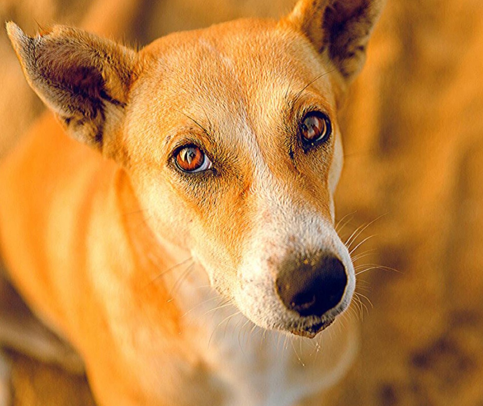 STREET DOGS AND ANIMALS WELFARE FUND IN INDIA