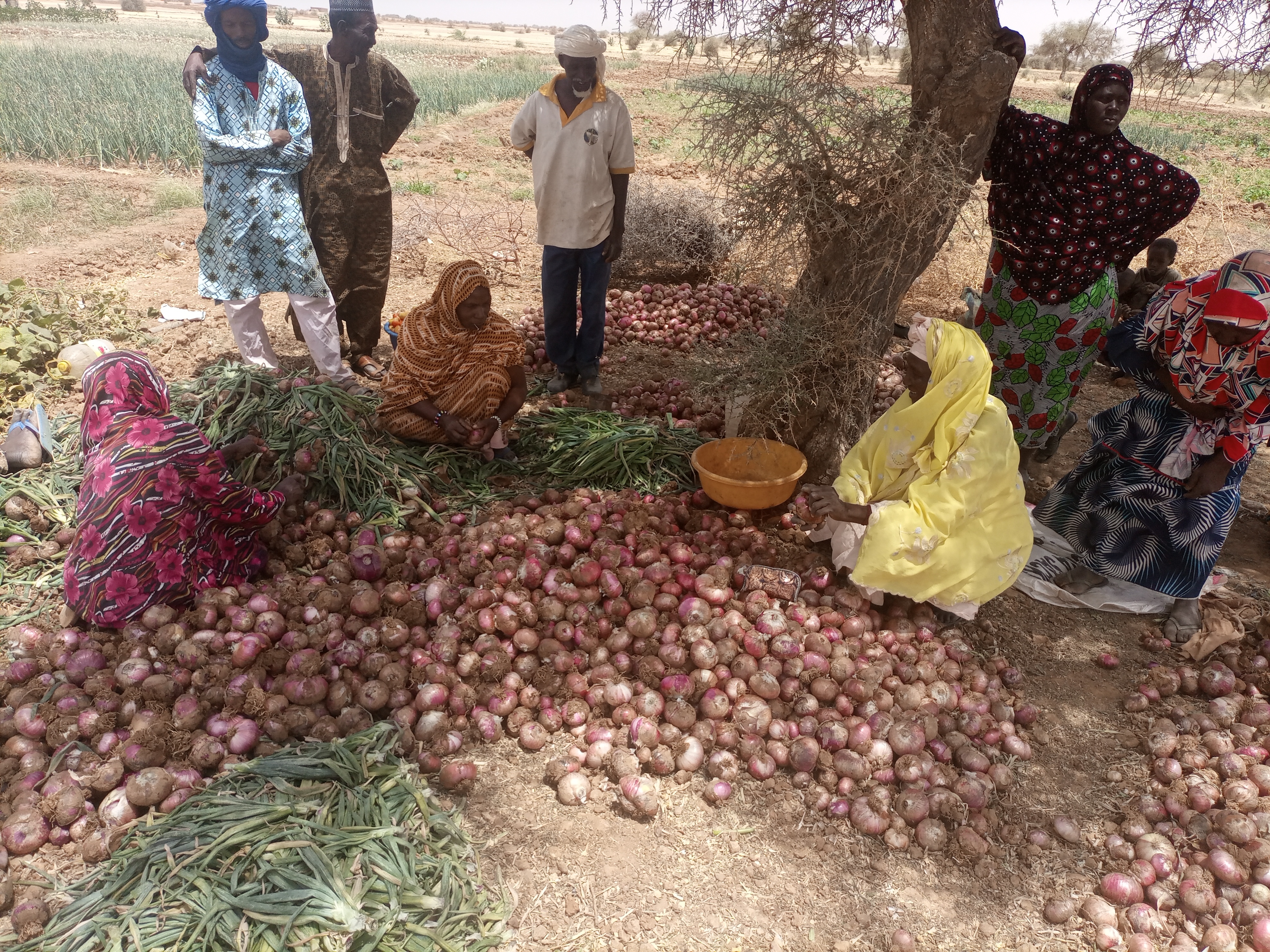 2 Water Towers & a Greenhouse for women in Kokelen