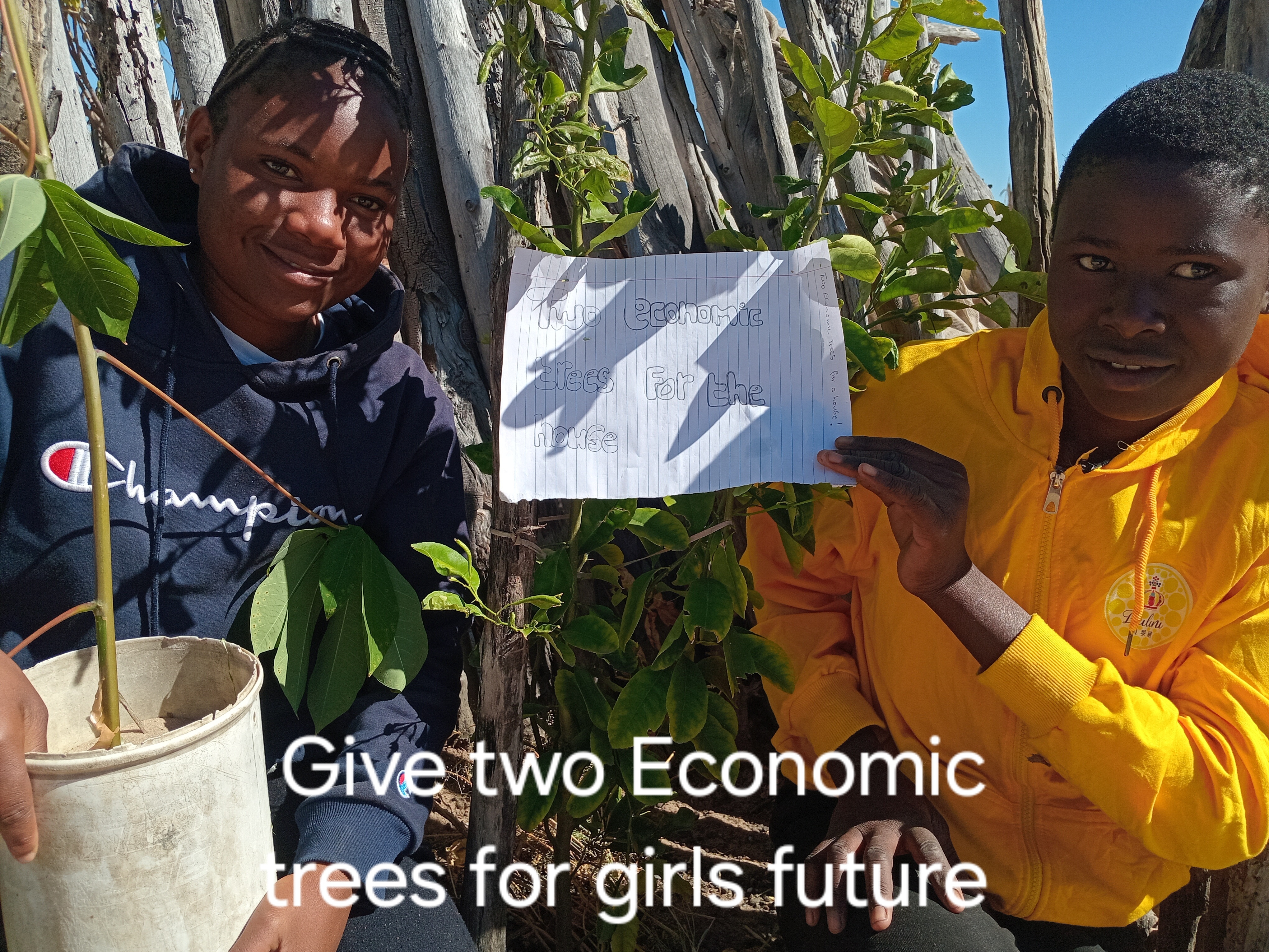 Two Economic Trees at a time for 1000 houses