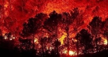 Green Again: Reforesting Syria's Lands