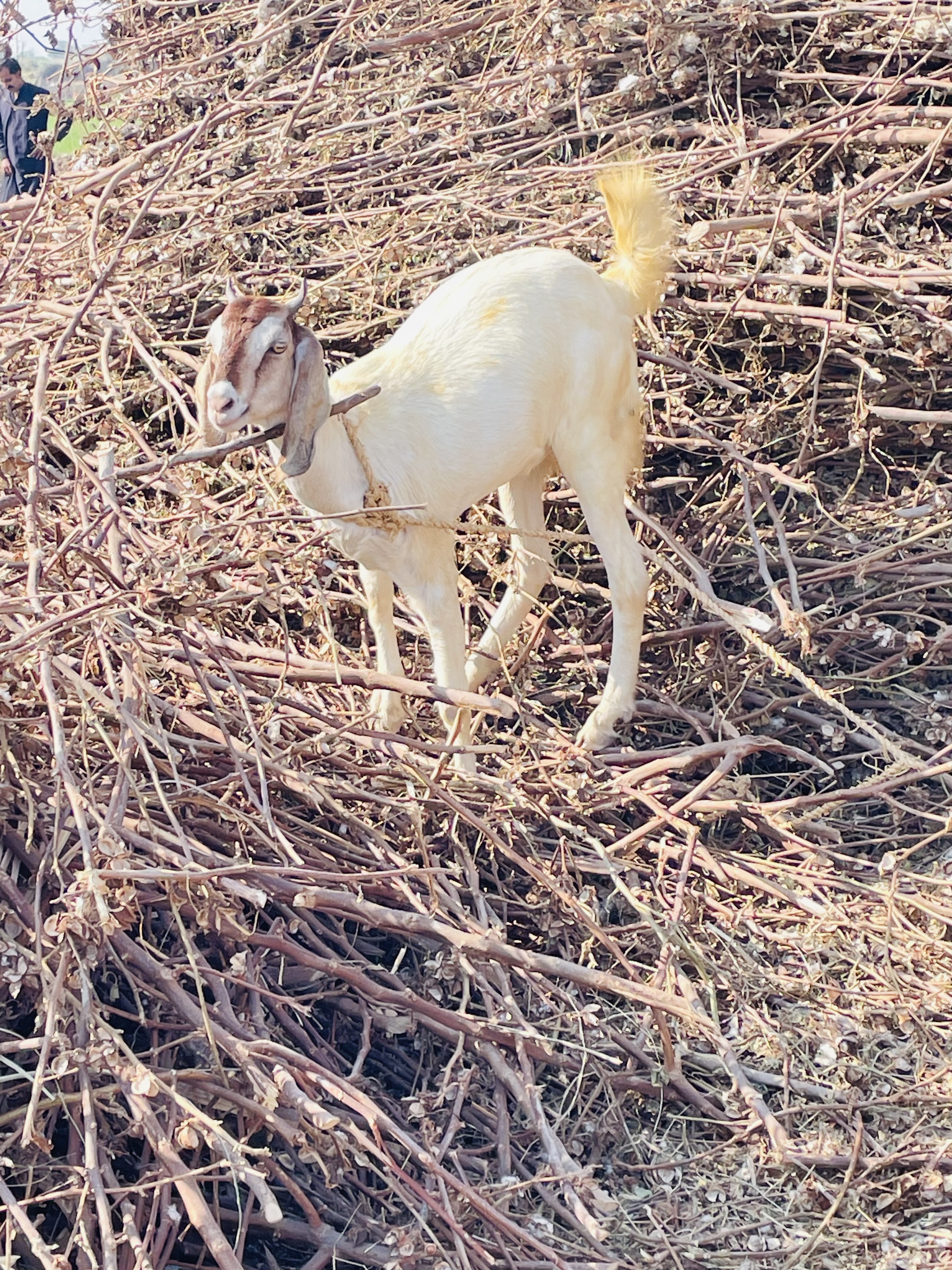 Gift a Goat, Grow Hope