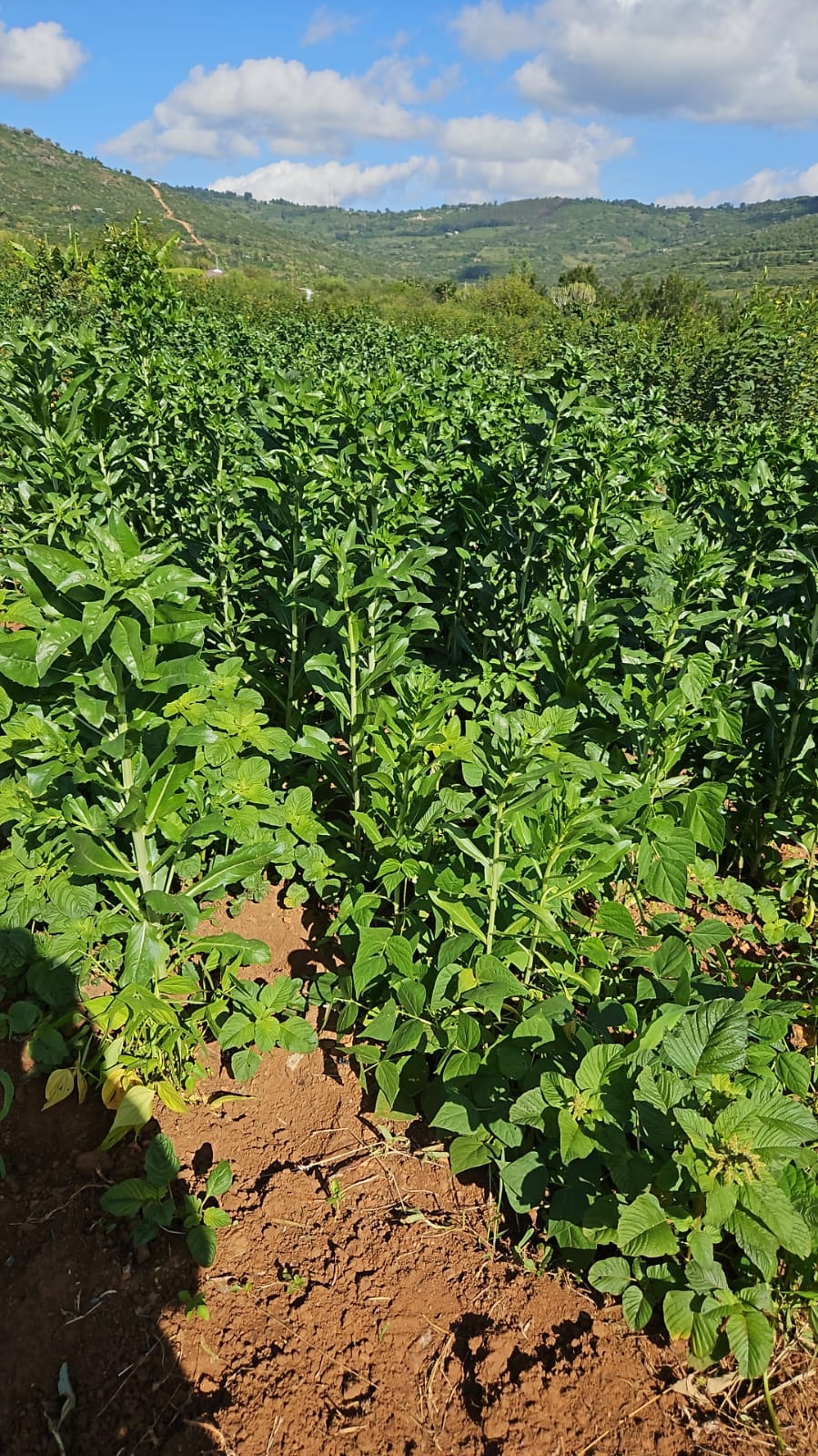 Climate-Smart Agriculture for Women Farmers (CSWF)
