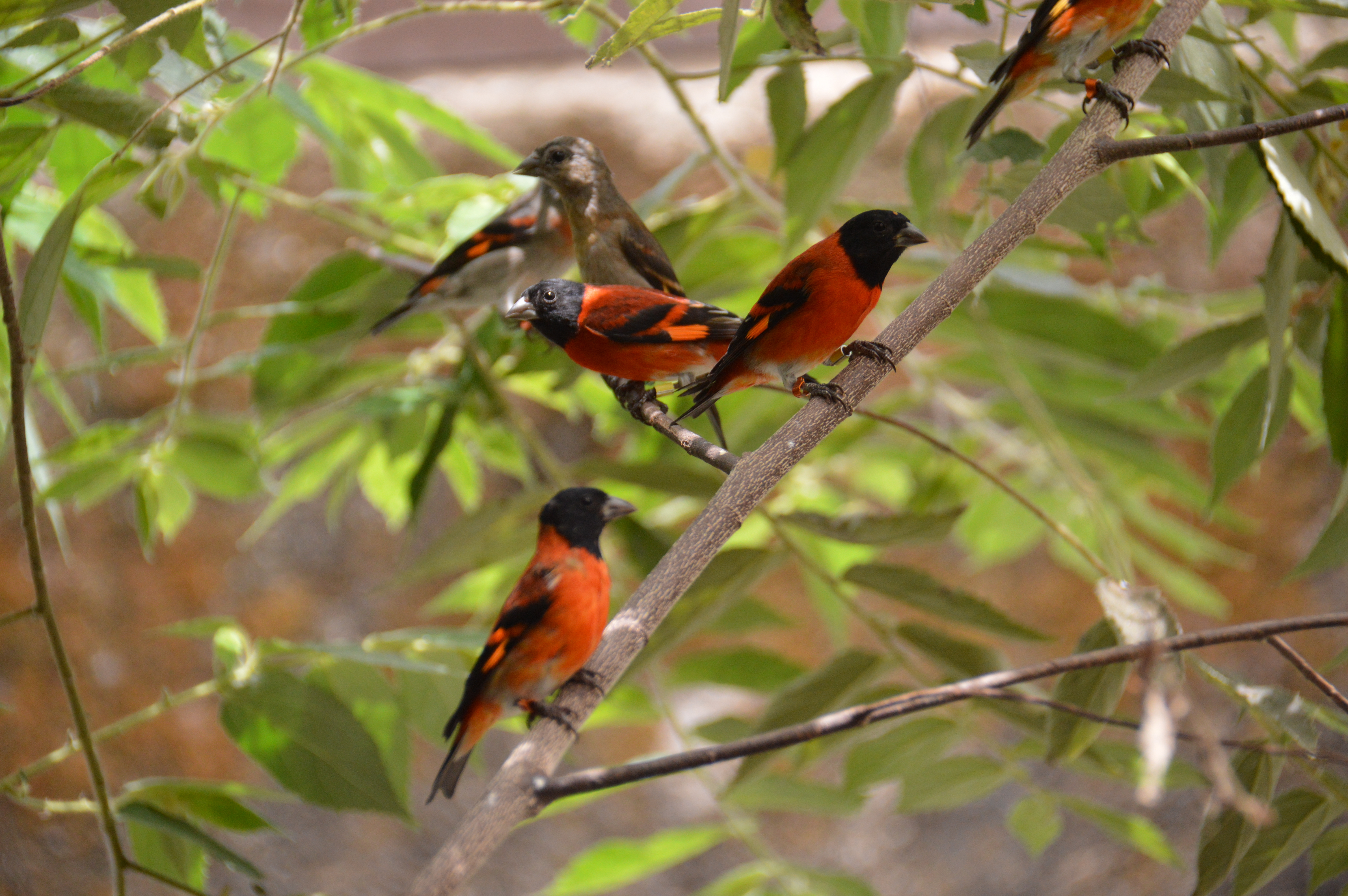 Care for red siskins until their time to fly wild