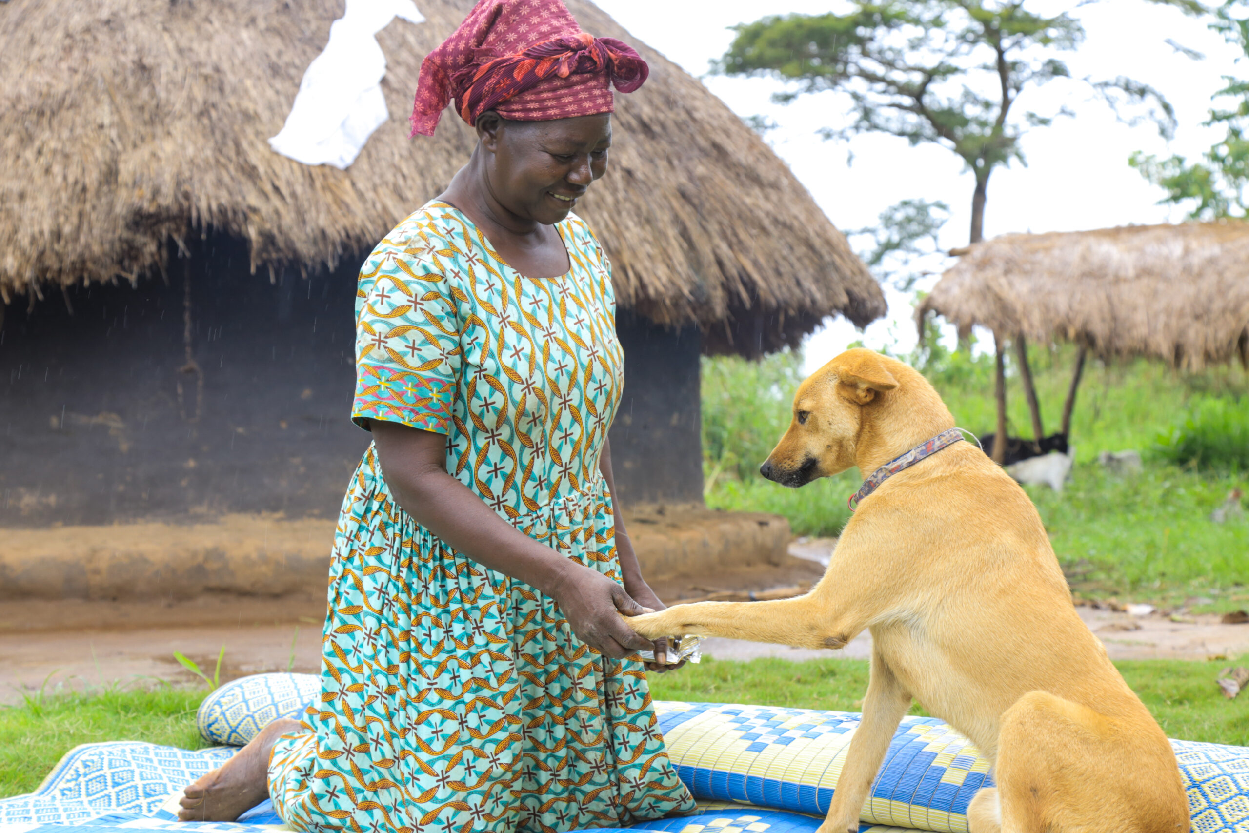 Stop Animal Abuse in West Africa