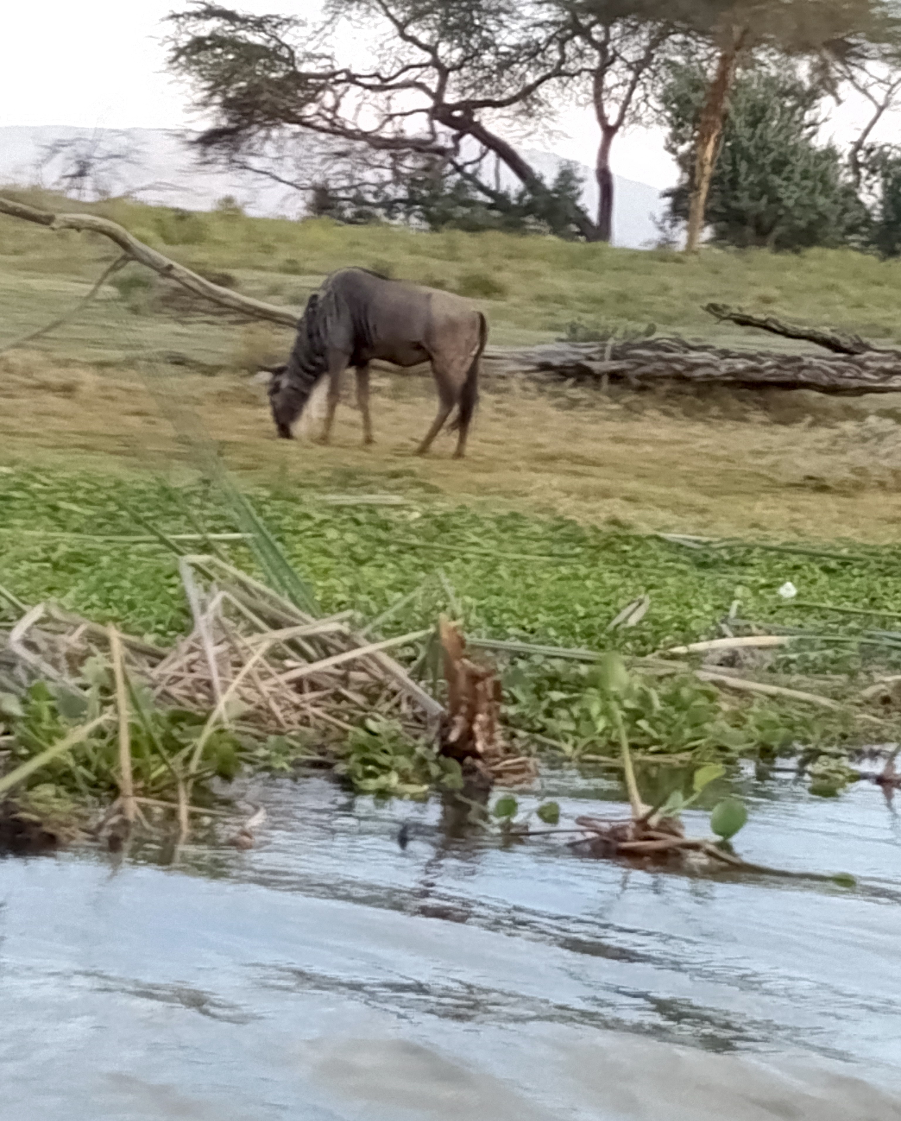Generosity, voice of biodiversity in the DRC