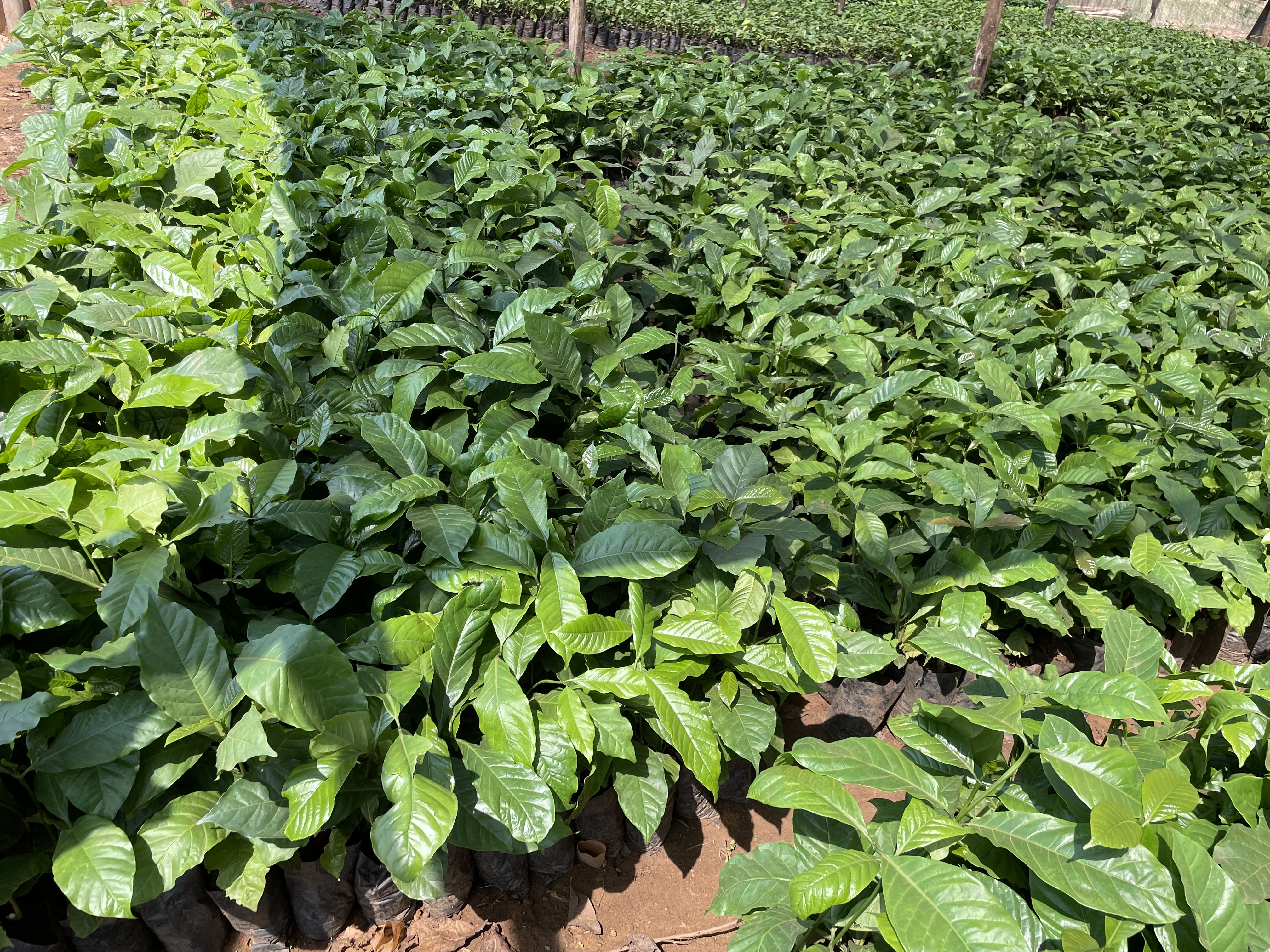 Tree Nurseries for Climate Resilience in Uganda