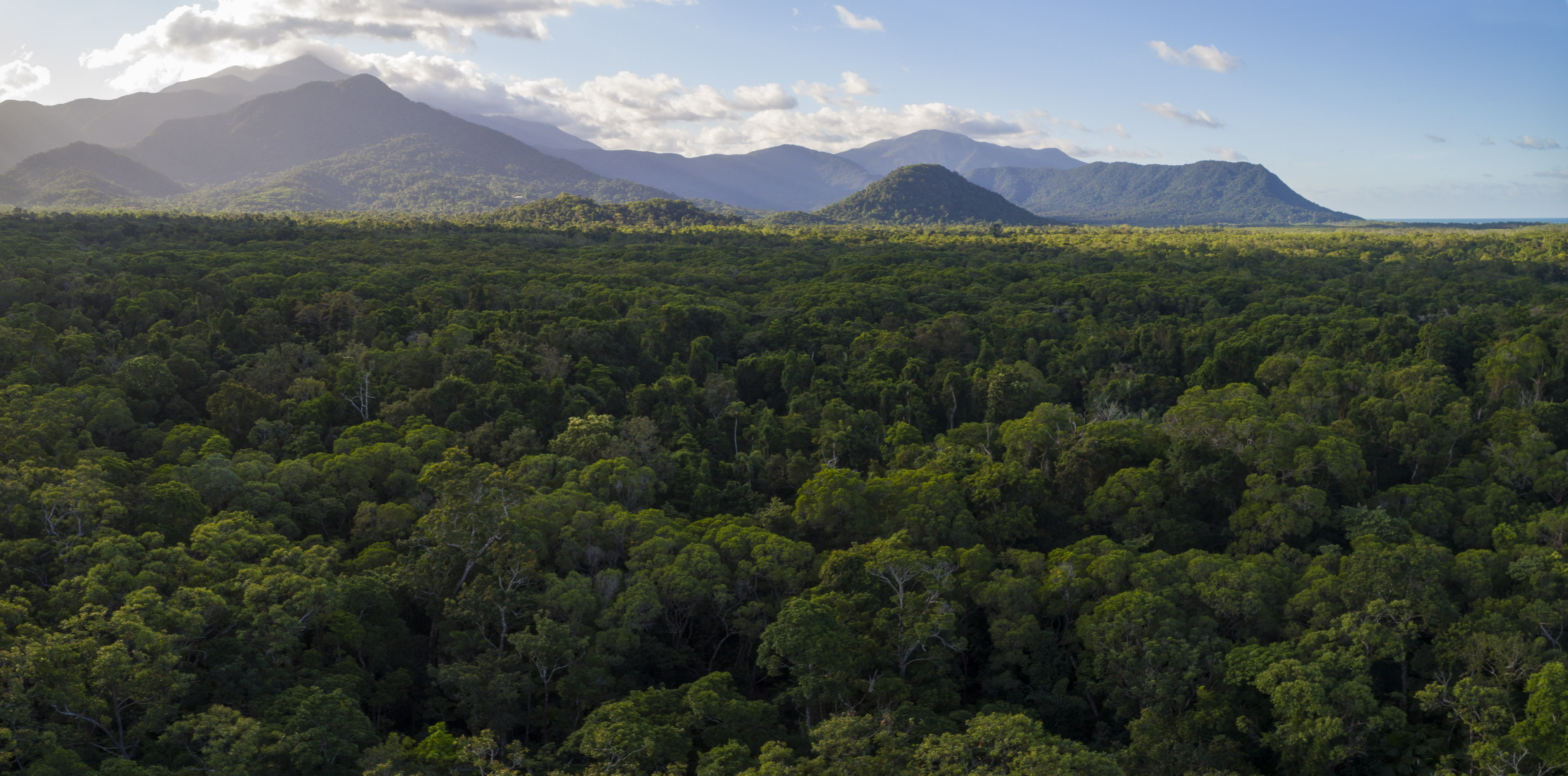 Protecting the Future of the World's Rainforests