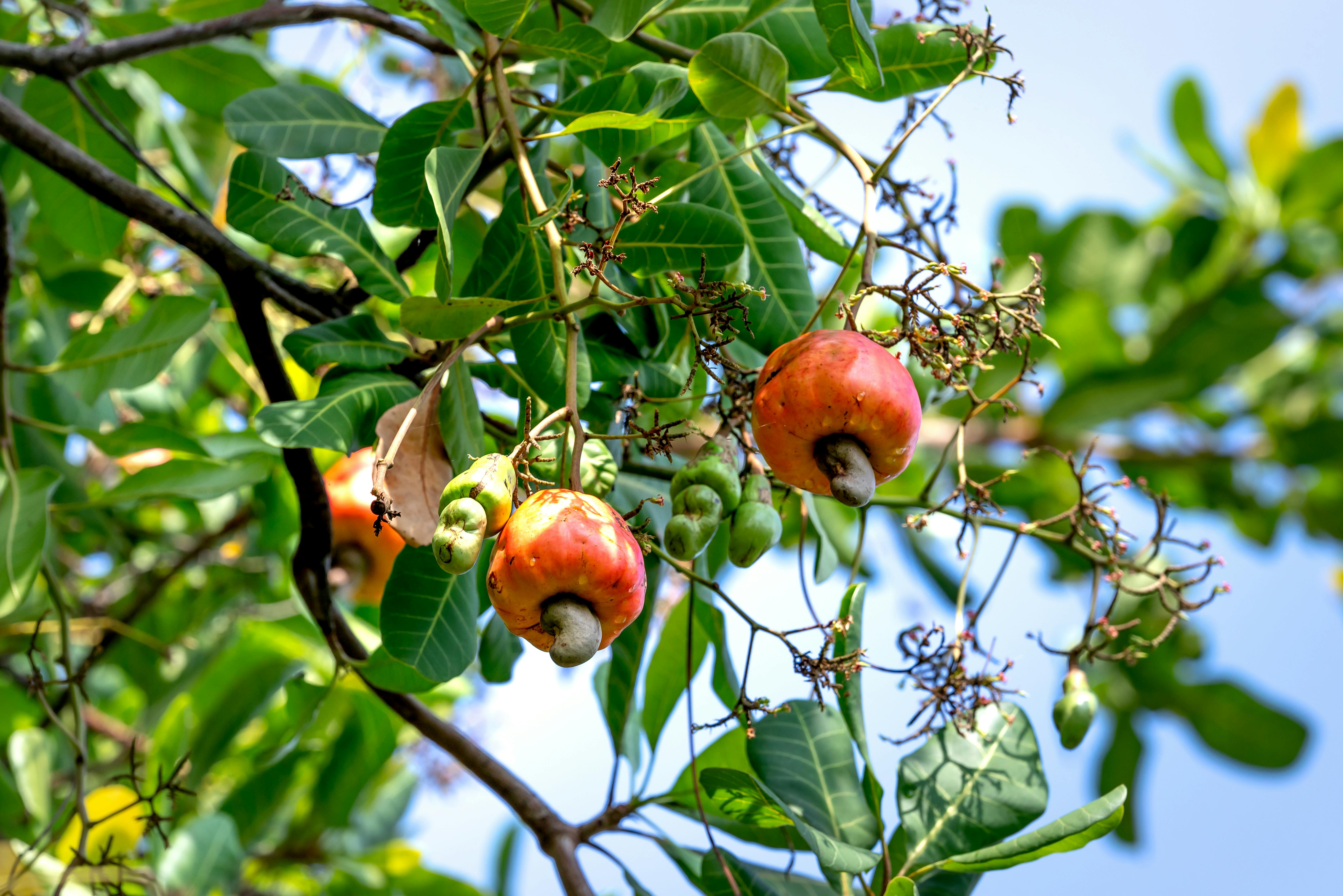 Plant and Grow Cashew Trees with African Farmers