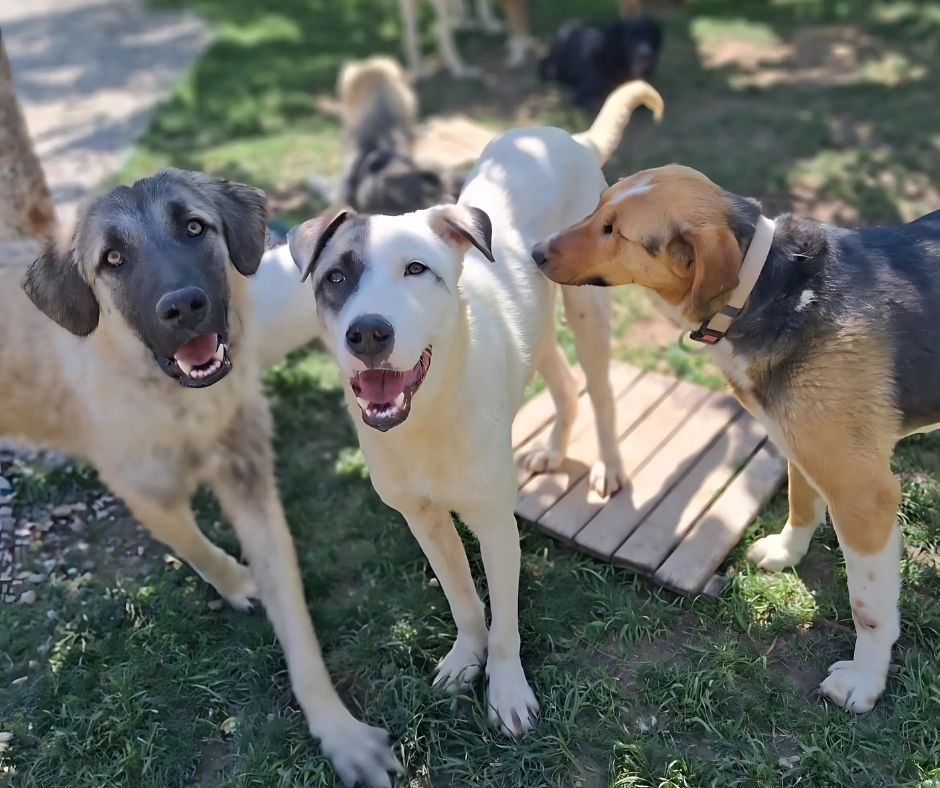Paws of Hope Building a Lifeline for Ankara's Dogs