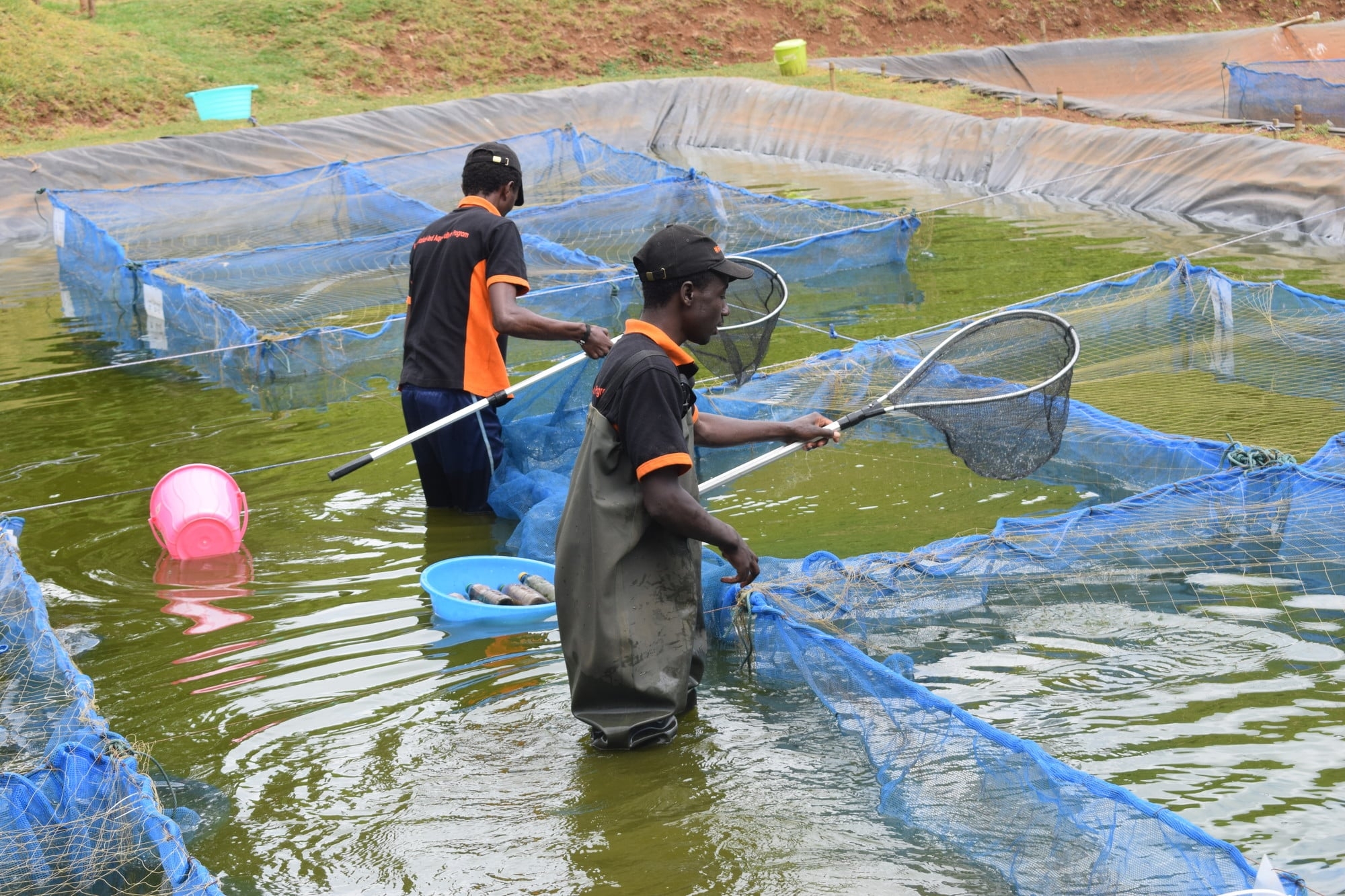 Create Jobs for Youth with Fish Farming in Nigeria