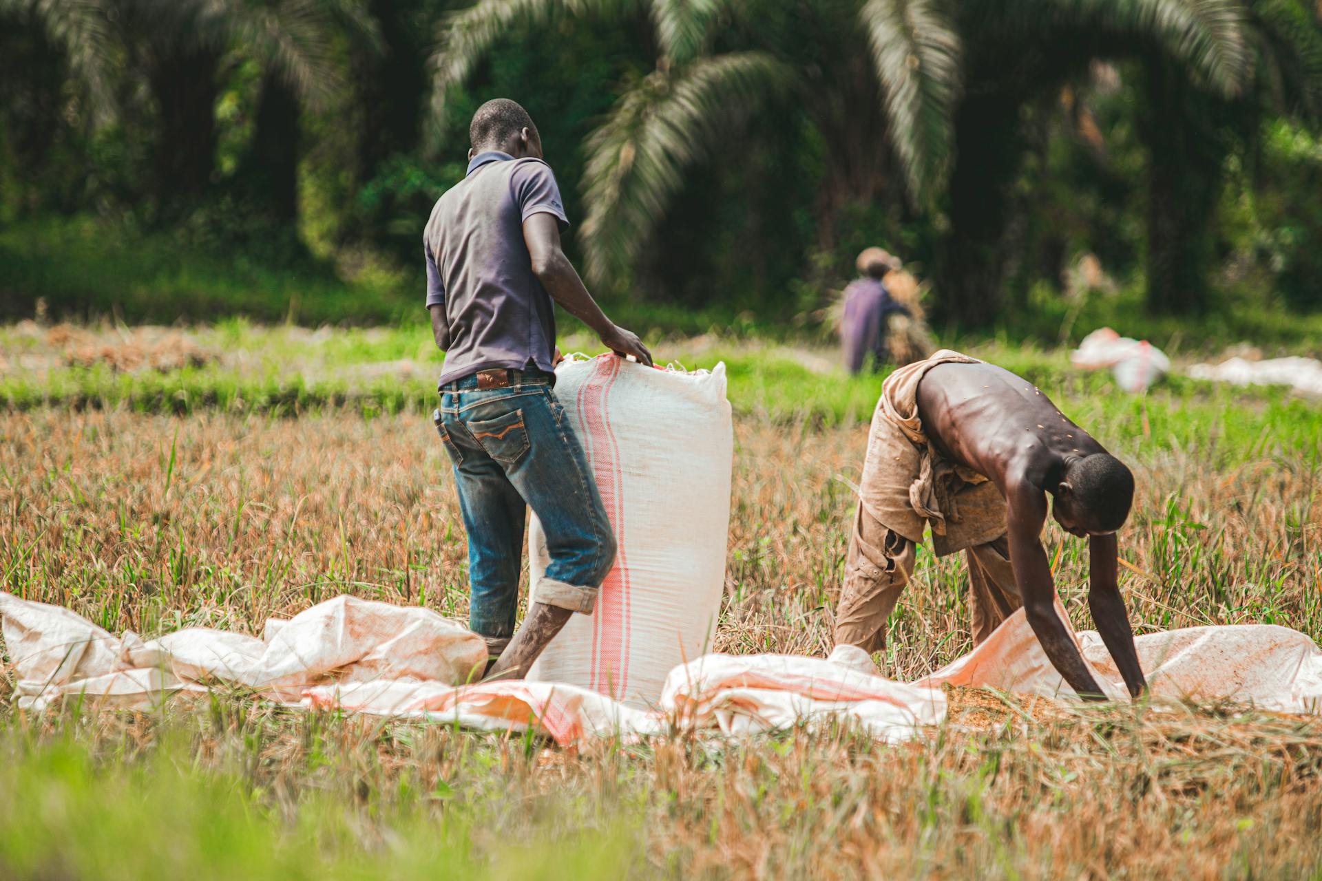 Provide Tools to Help Farmers Grow More Food