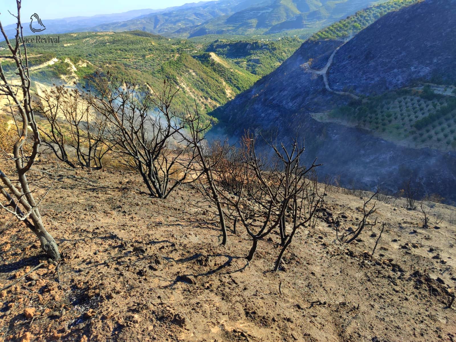 Help Syrian Farmers Rebuild Burned Farmlands