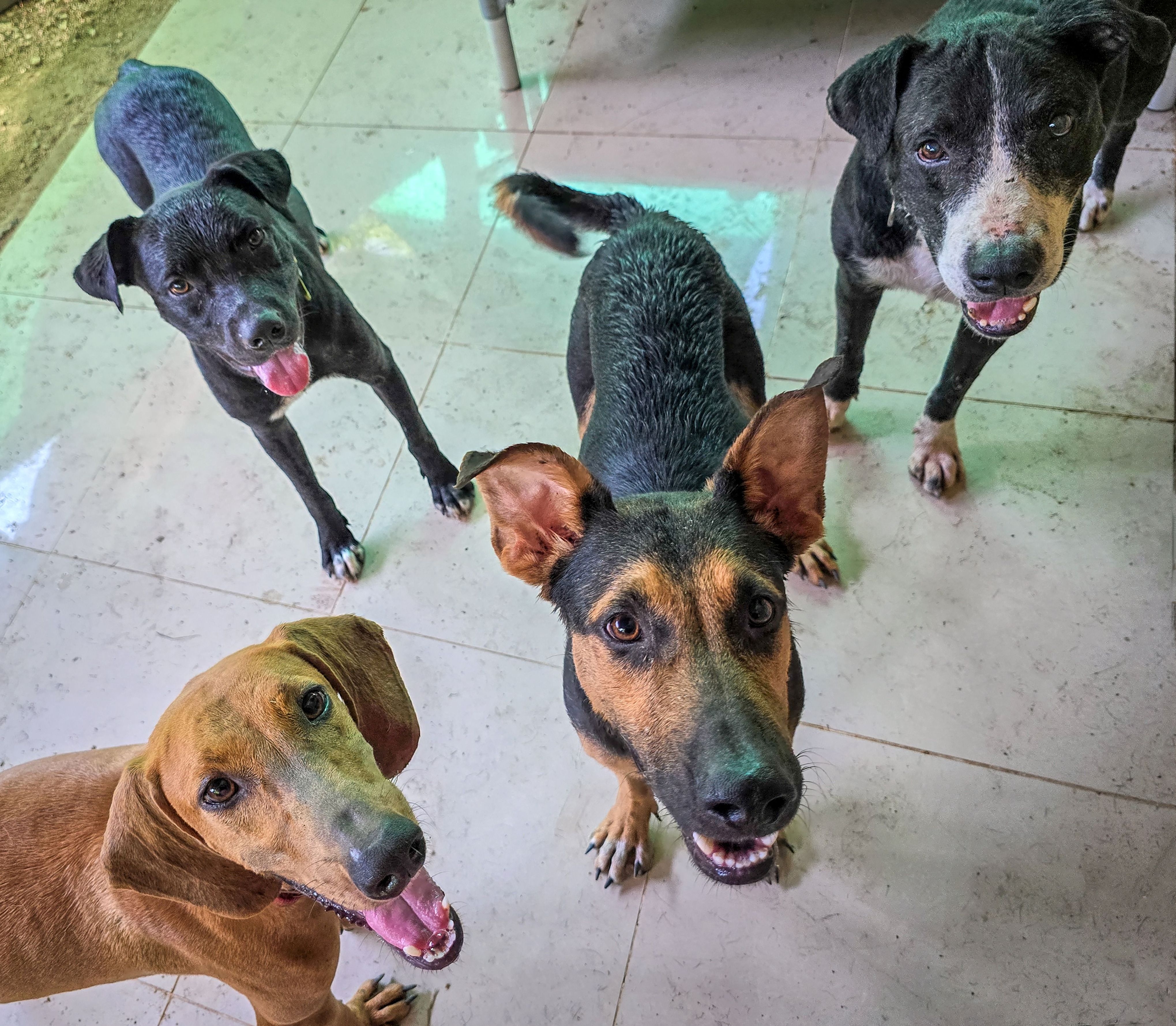 Build Their Future: Help PATA Create a Safe Refuge